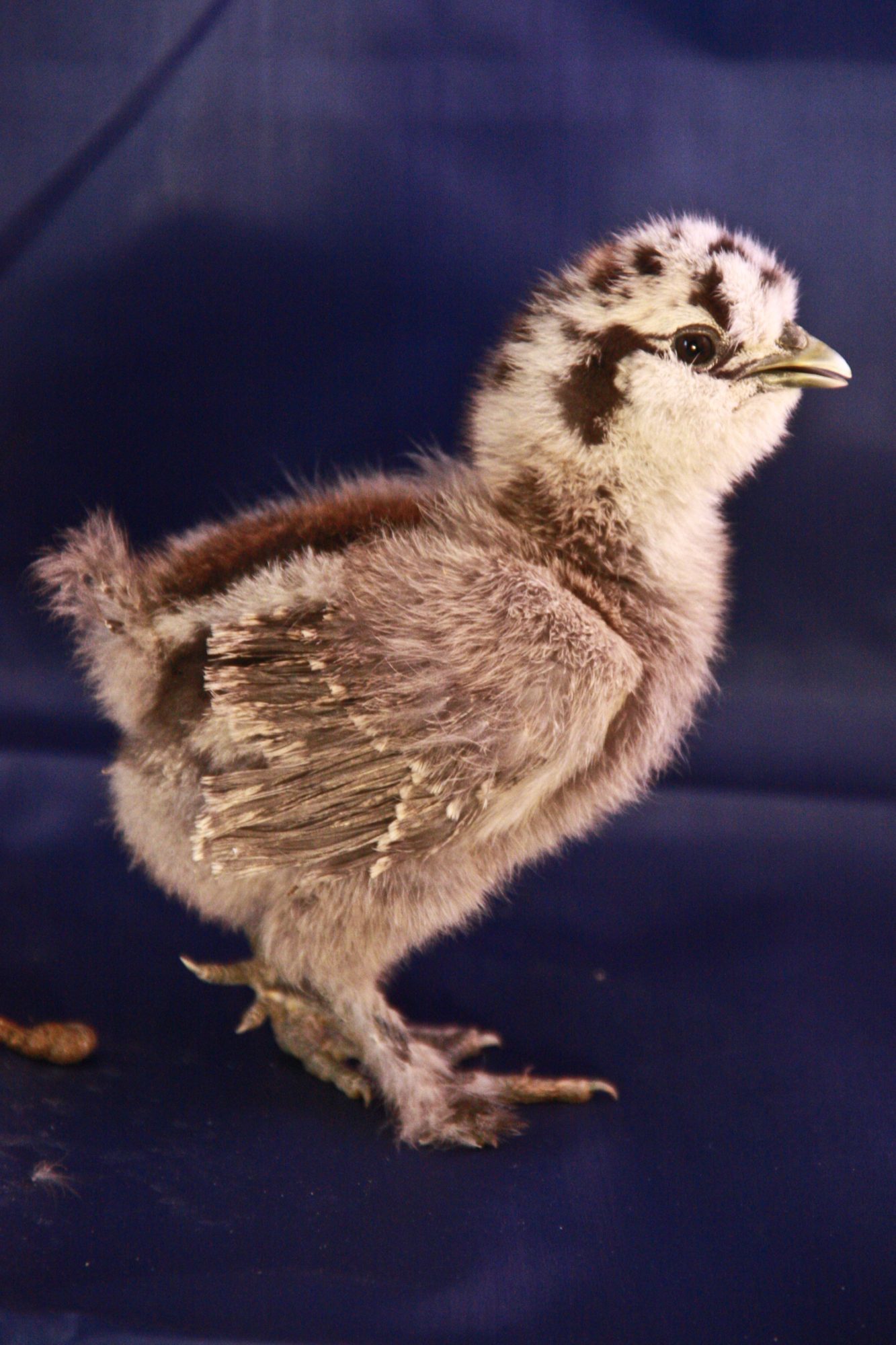 My partridge silkie at 2 weeks. still no name yet.