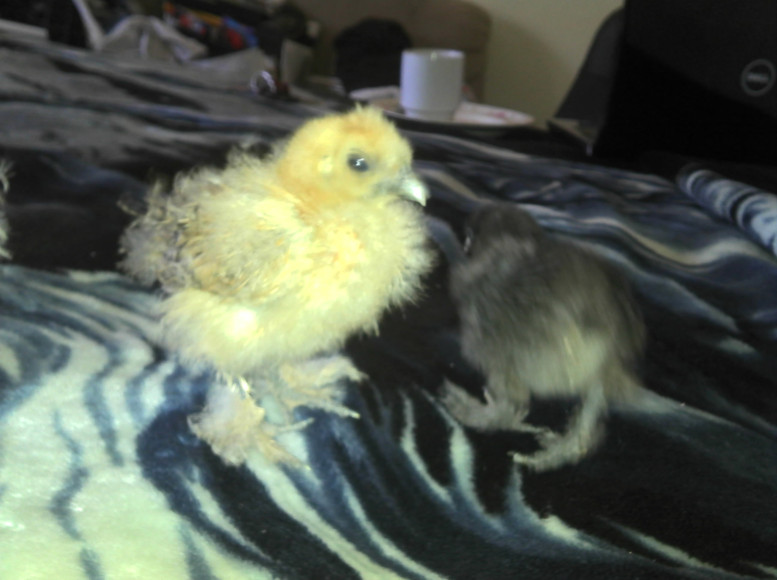 my partridge silkie boy god atacked by a dog and did not make it :'-( i miss him he was my favorite of all three.