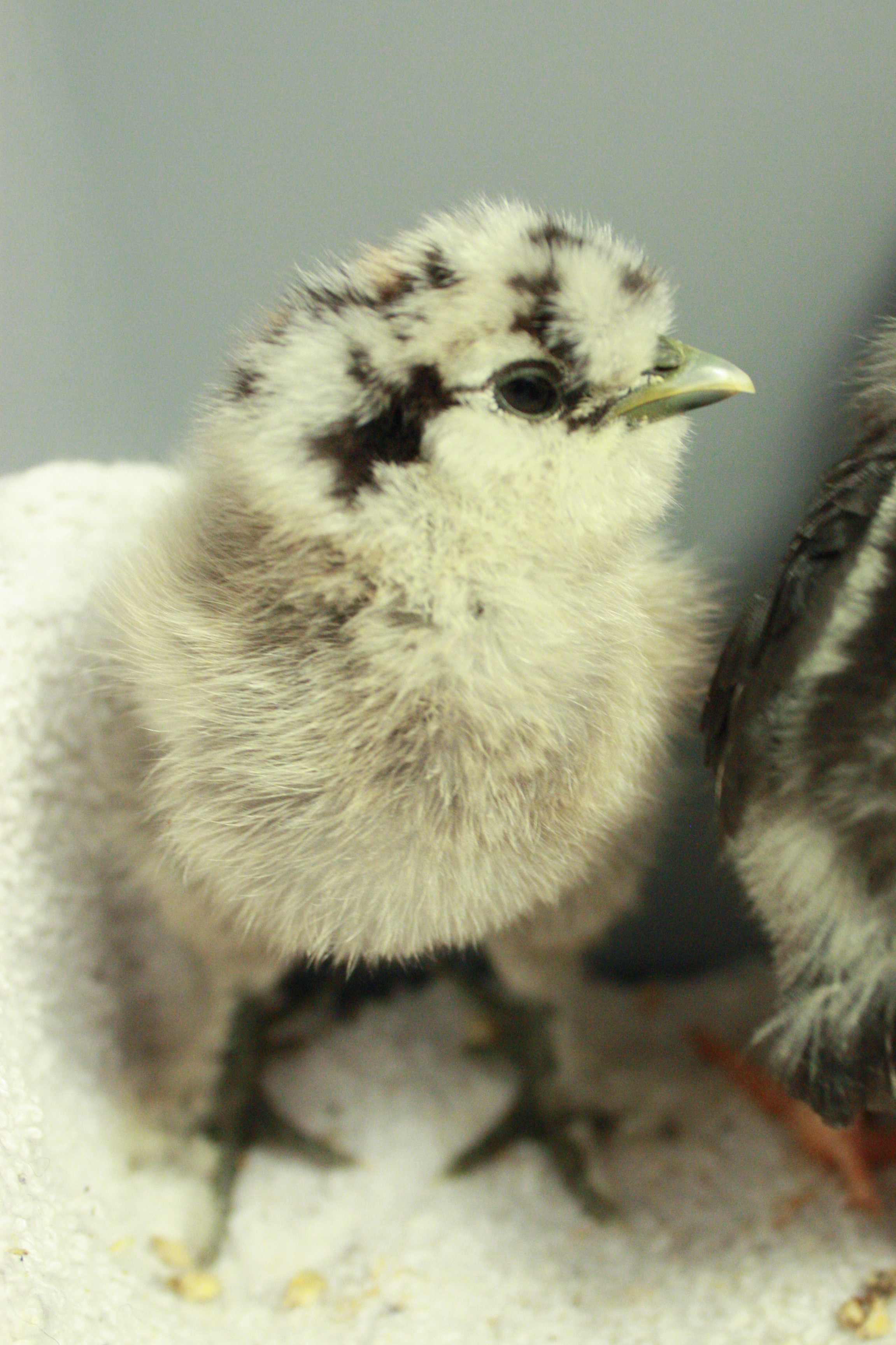 My partridge silkie