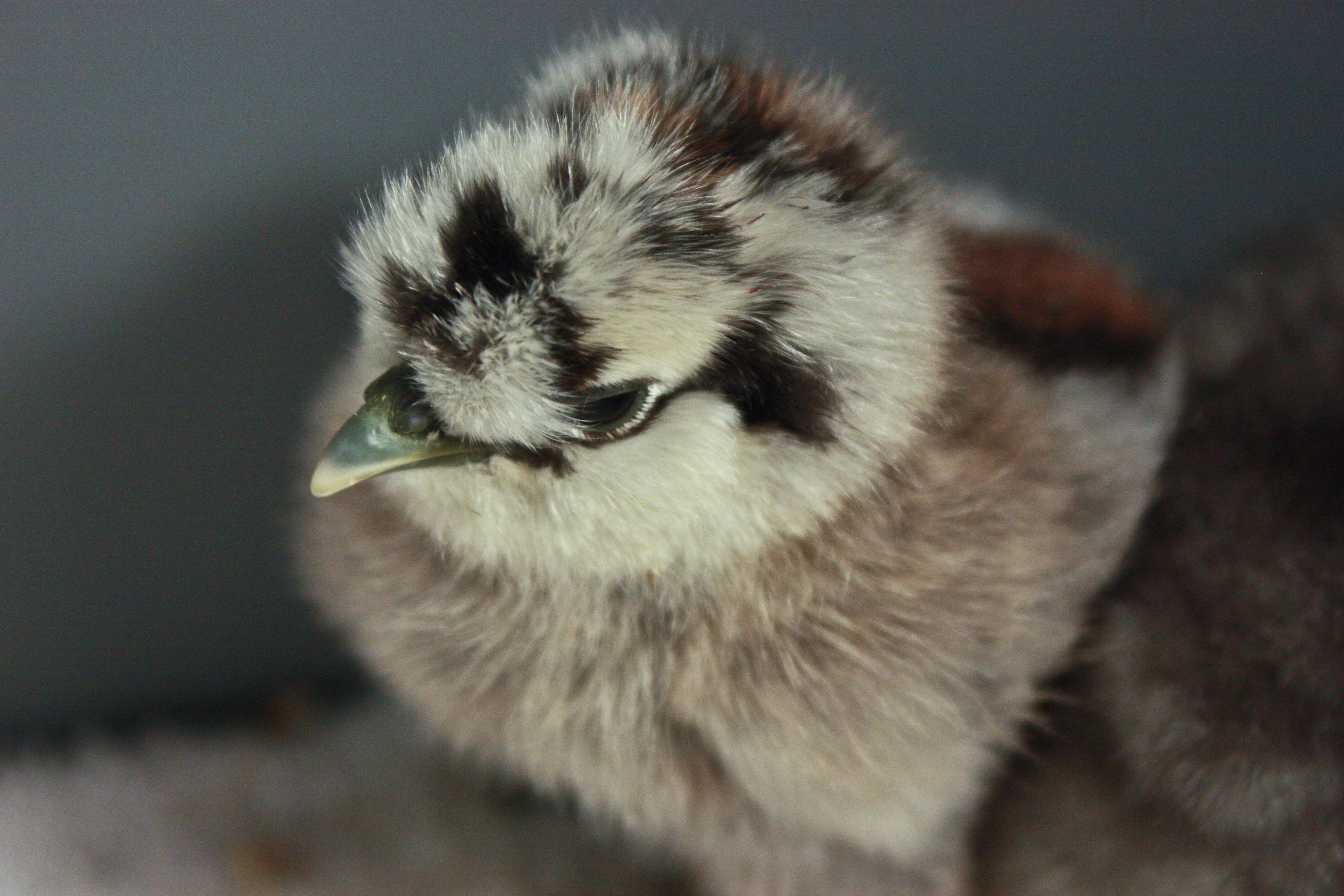 My partridge silkie