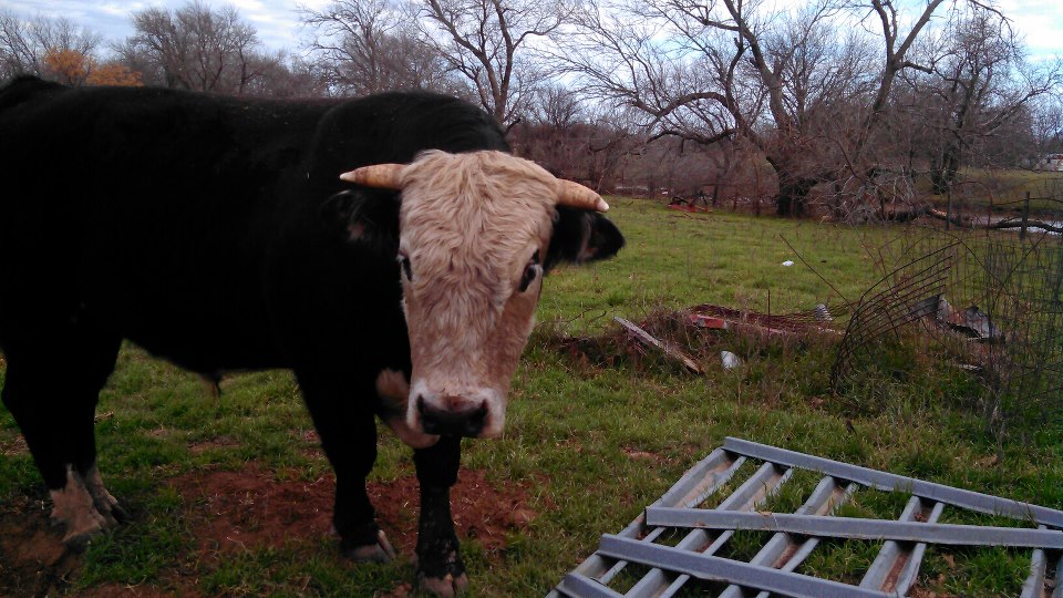 My pawpaw's bull!