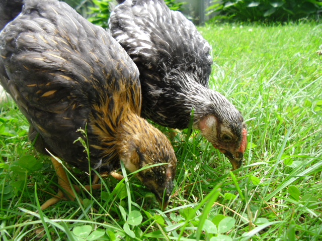 My peeps born 6/4/13 GLW & SLW out on finally a nice sunny day!
