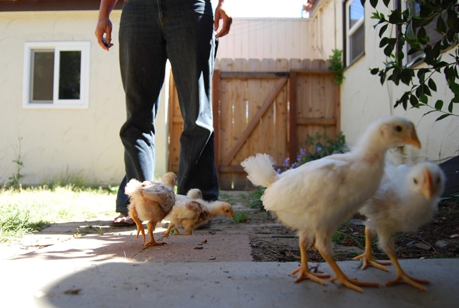 My peeps.