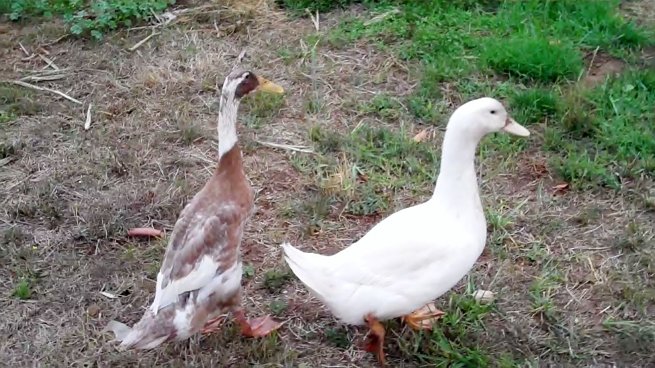 My Pekin and an Indian runner male