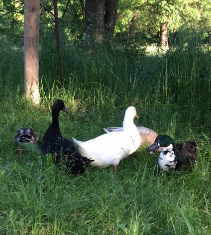 My Pekin, Black Swedish, Fawn and White Crested, Cayuga, and Mallard