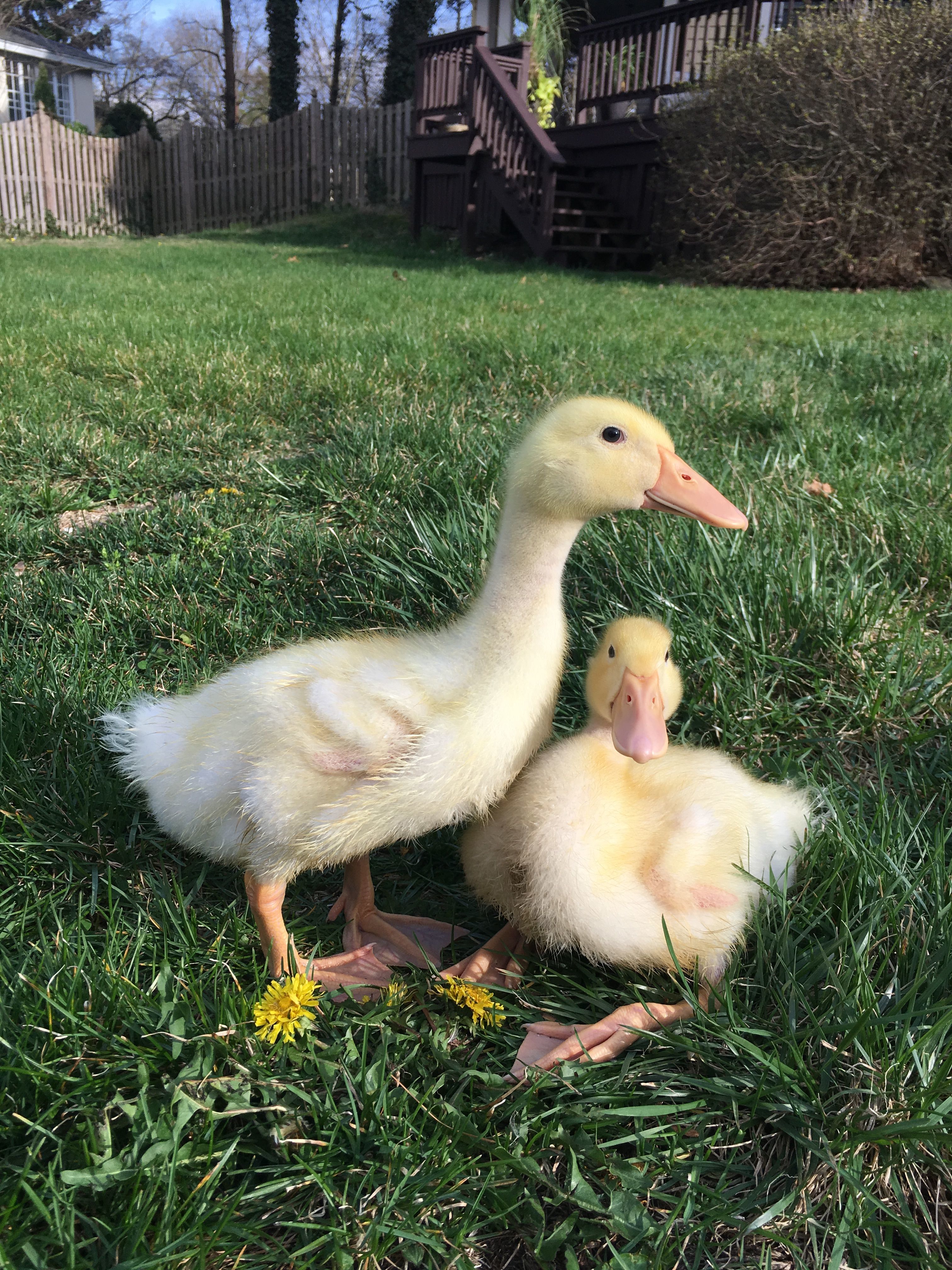My Pekin ducks Nibbles and Drama when they were only a month old.