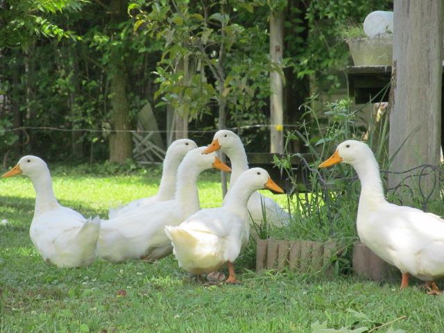 *
My pekin ducks