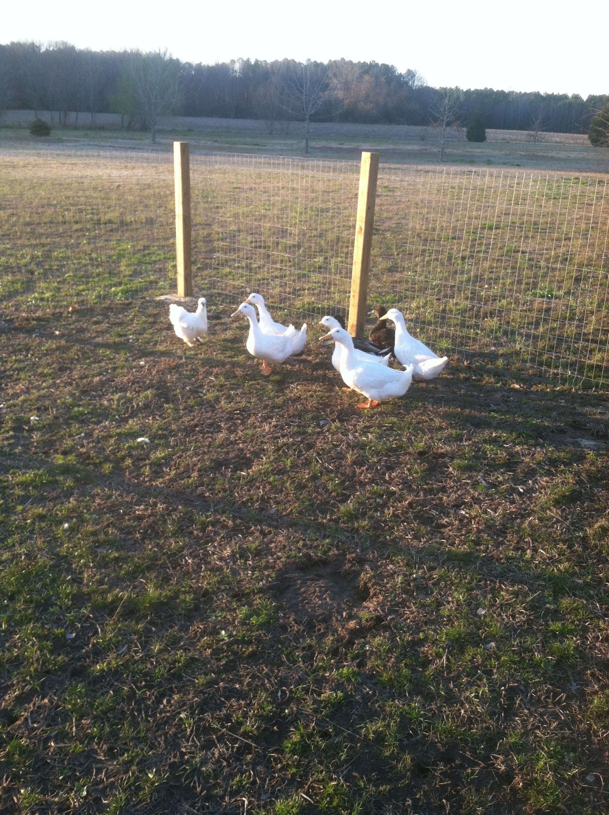 My Pekins, mallards & silkie