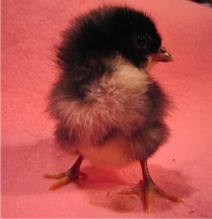 My personal fav.  Named Perry after William "The Refrigerator" Perry because his egg spent a day in the fridge prior to setting....ooops