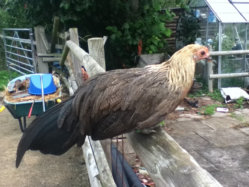my phoenix hen called Pebbles