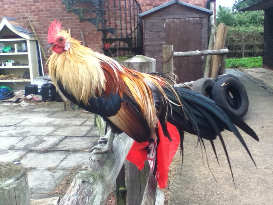 my phoenix rooster called Phelix