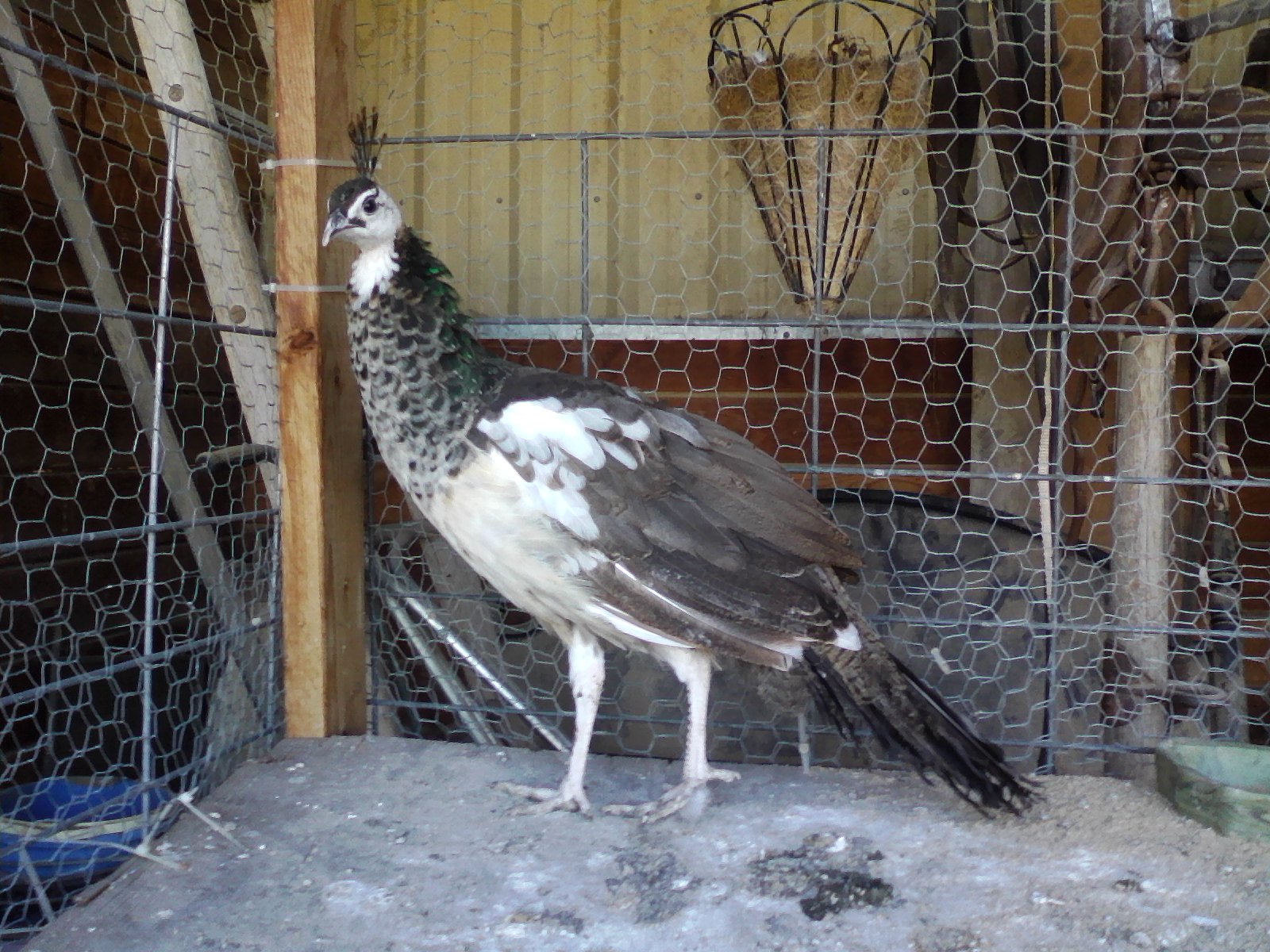 My Pied Peacock Thor