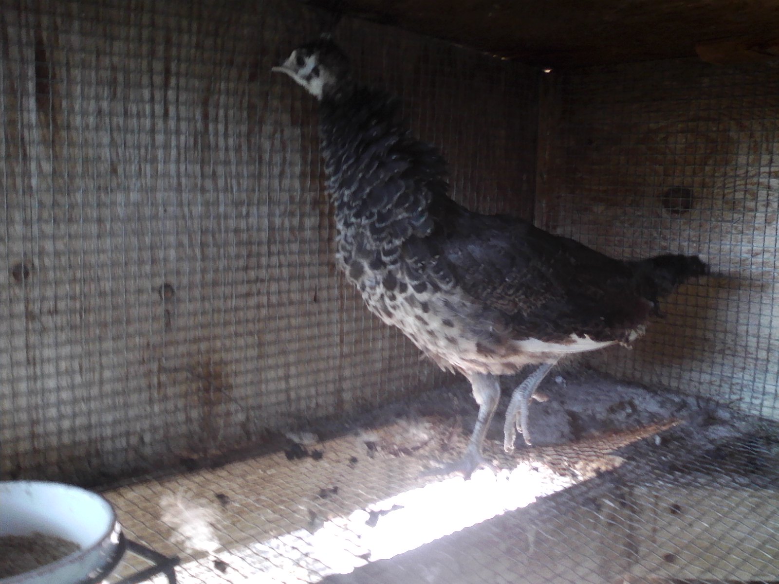 My Pied Peahen Calypso