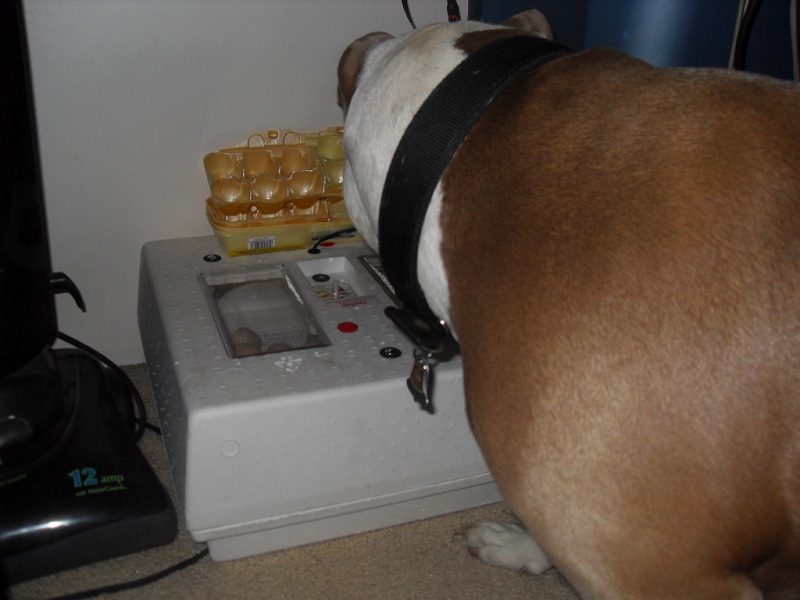 my pit keeping an eye and ear on whats going on in incubator. He would whine when the chicks made sounds, or hatched.