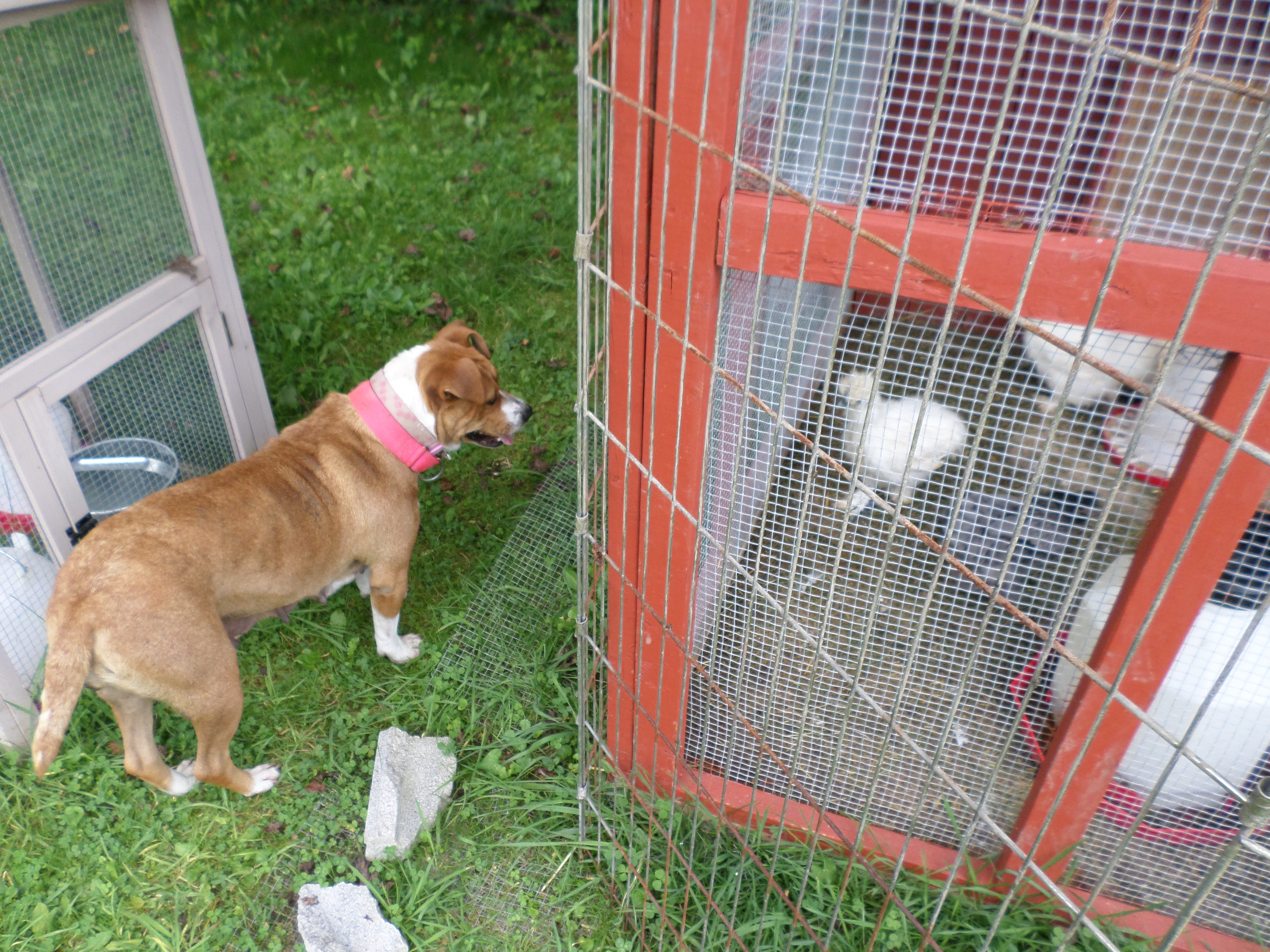 My Pitt/Boxer mix, Kitty.  This was the first time she got to be off lead around their coop.