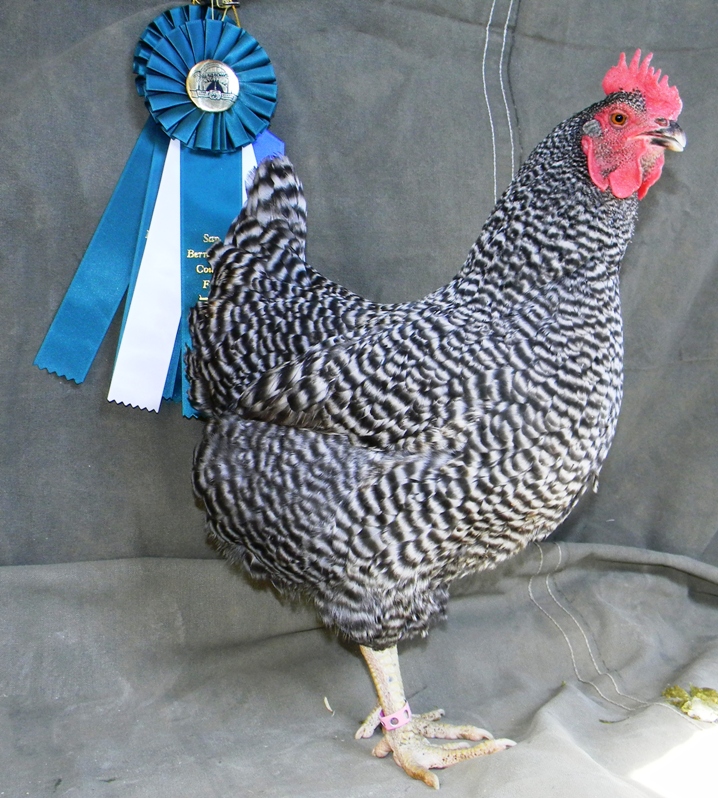 My Plymouth barred rock, BeBe, standing proudly by her Best of Breed awards from San Bernardino county fair this spring.