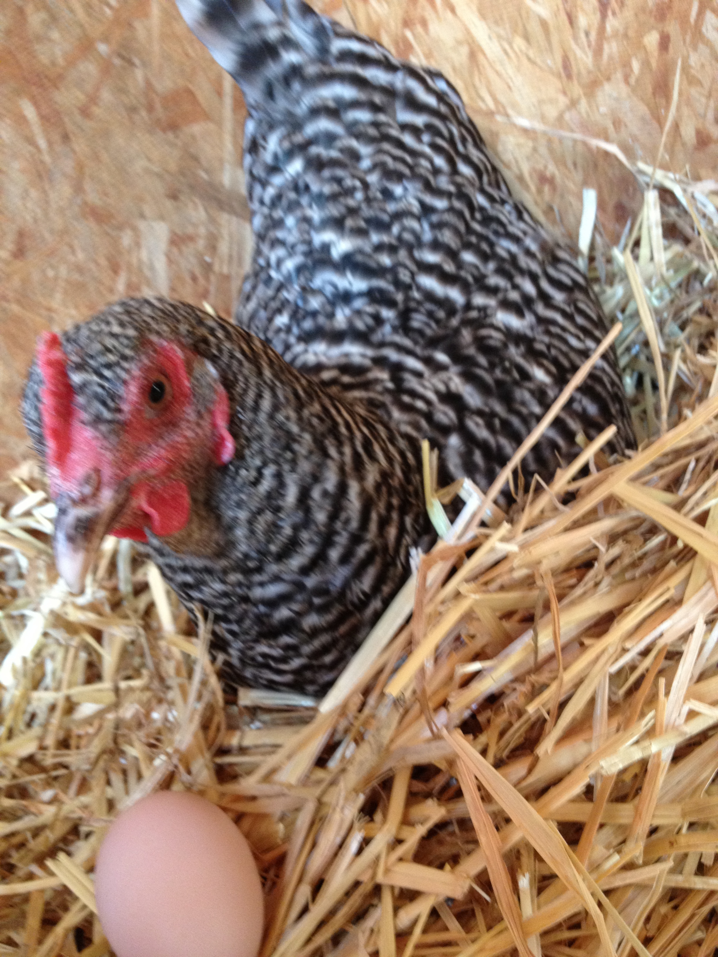 My Plymouth Barred Rock hen named "Pea Hen"