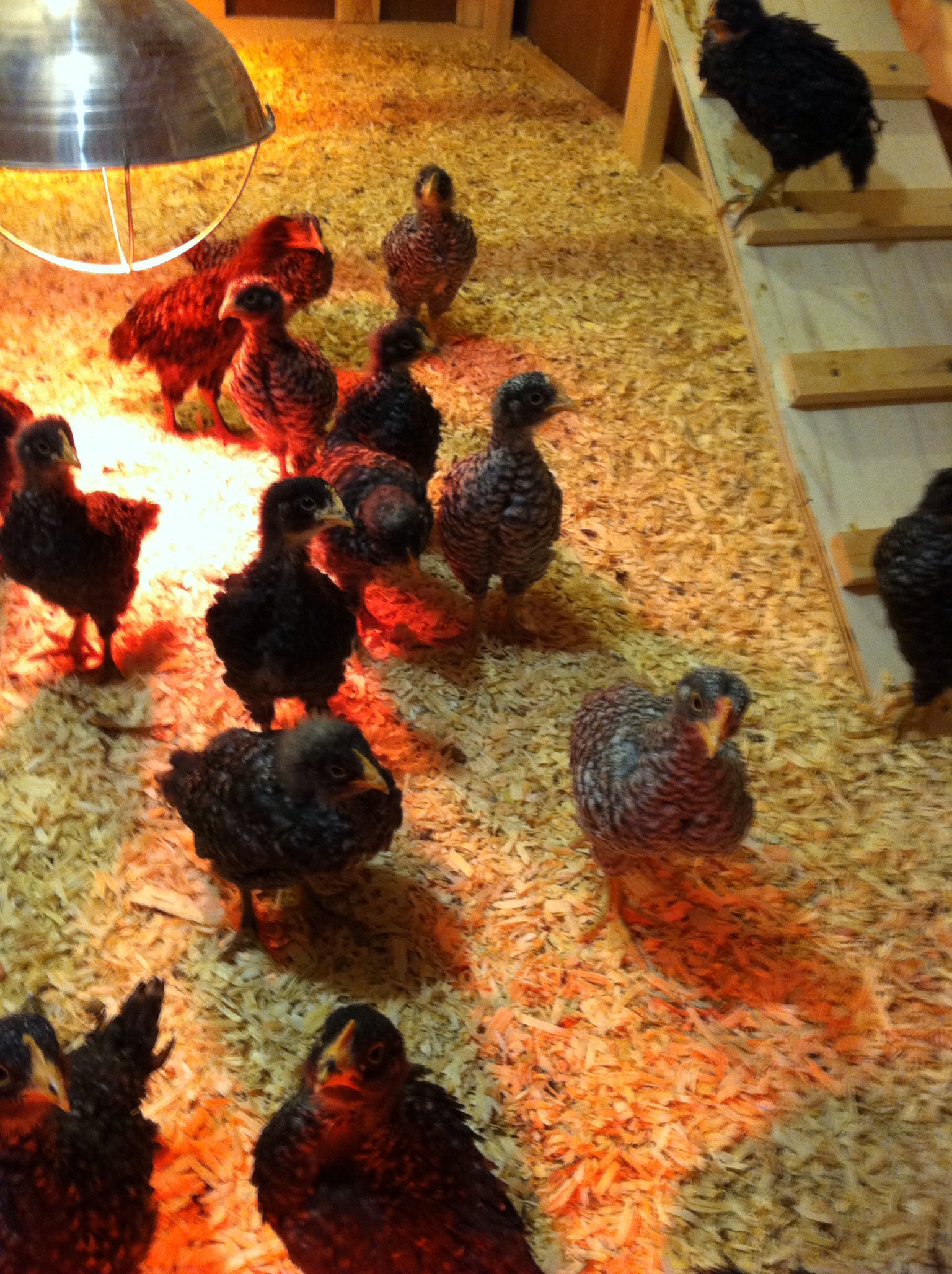 My Plymouth barred rocks at 4 weeks doing great and very friendly.