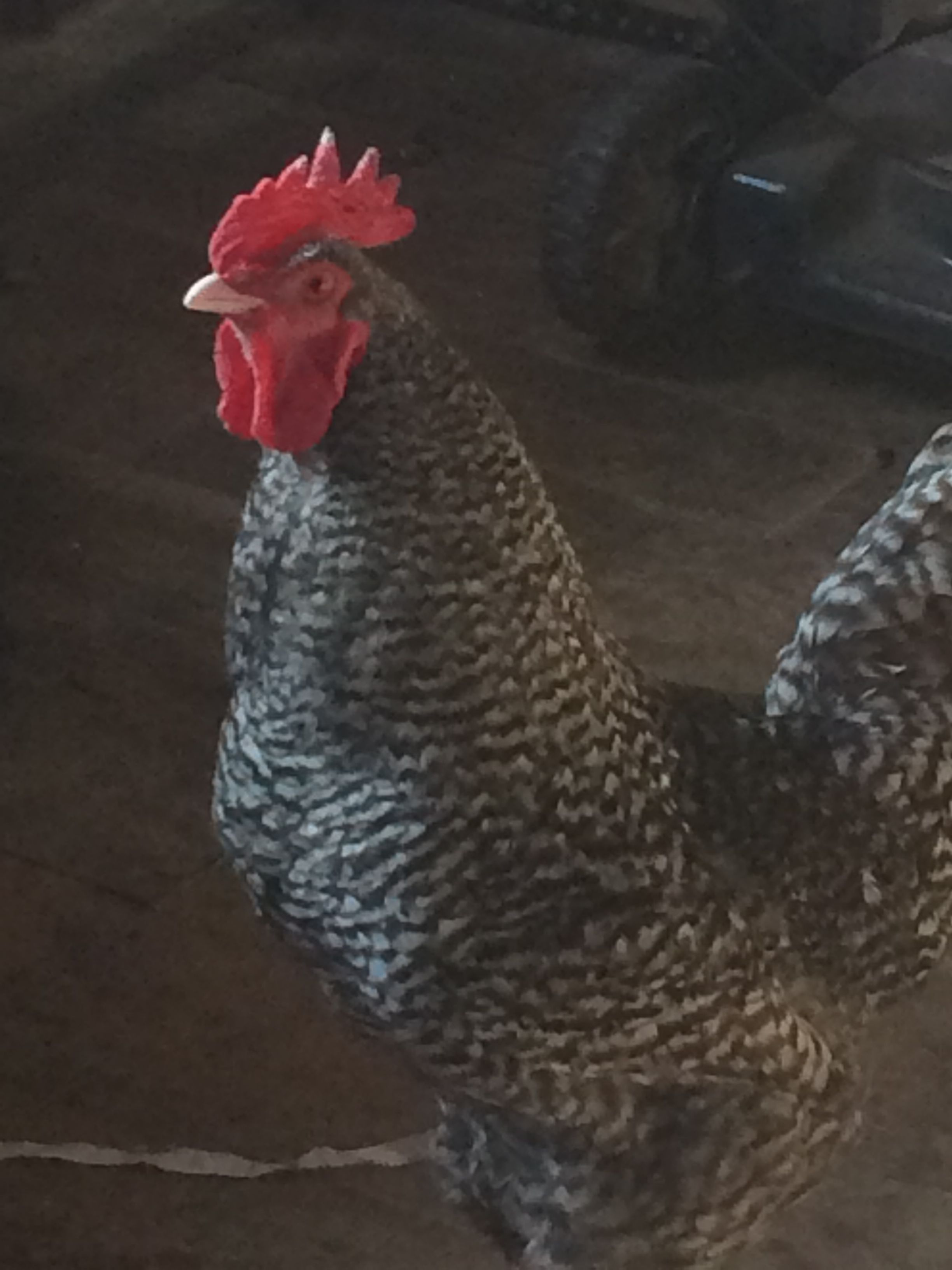 My Plymouth Rock Roo - Angus

This guy doesn't shut up!!