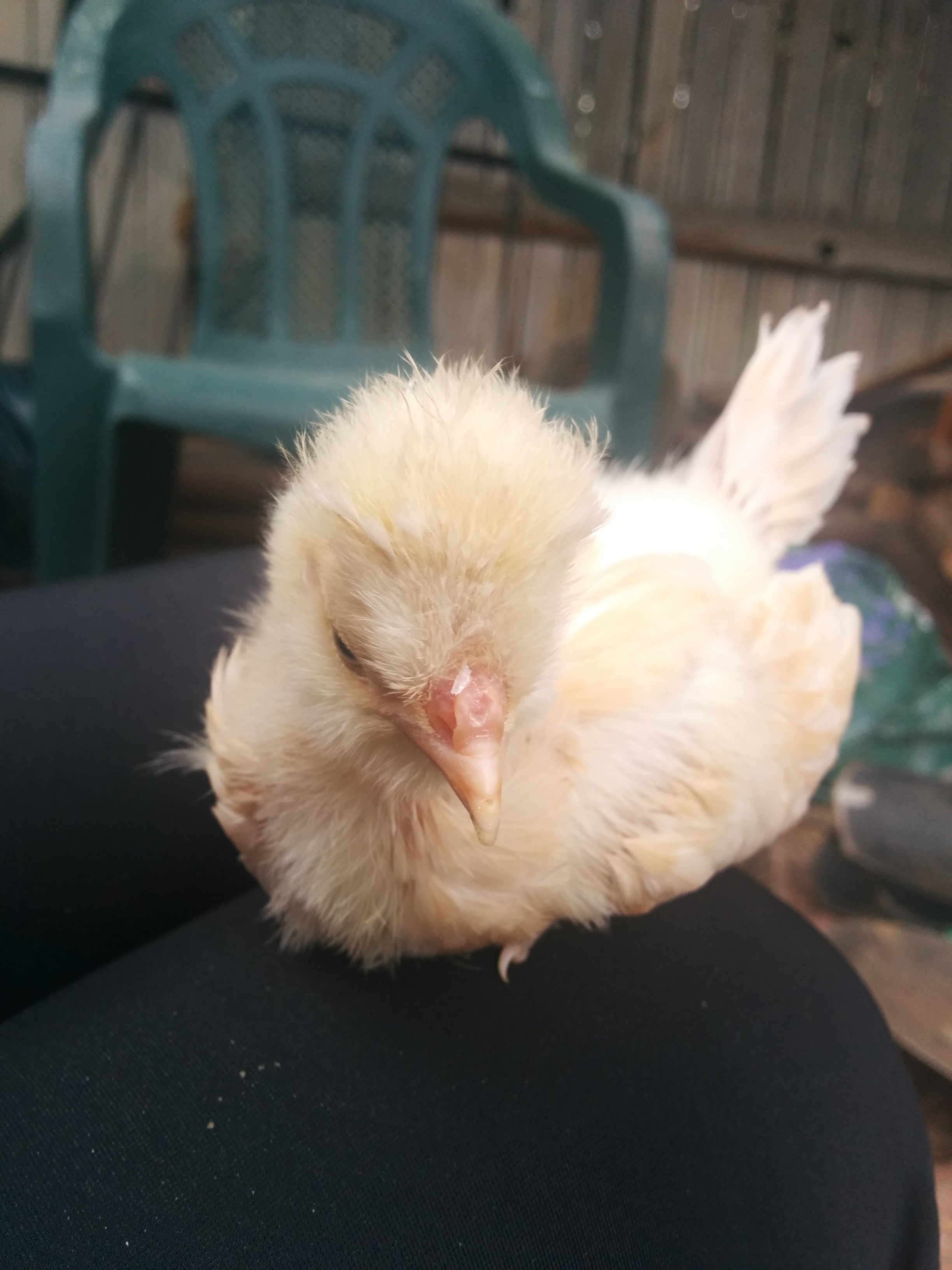 My Polish Beatrix, a day shy of 3 weeks old.