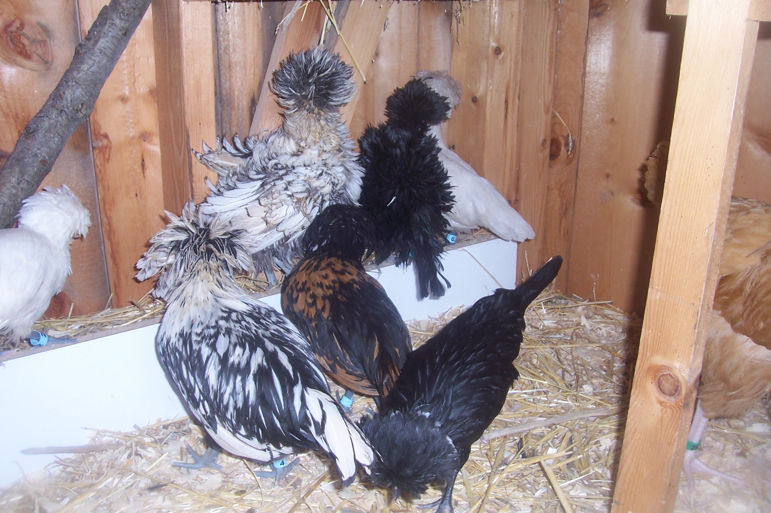 My Polish Chickens