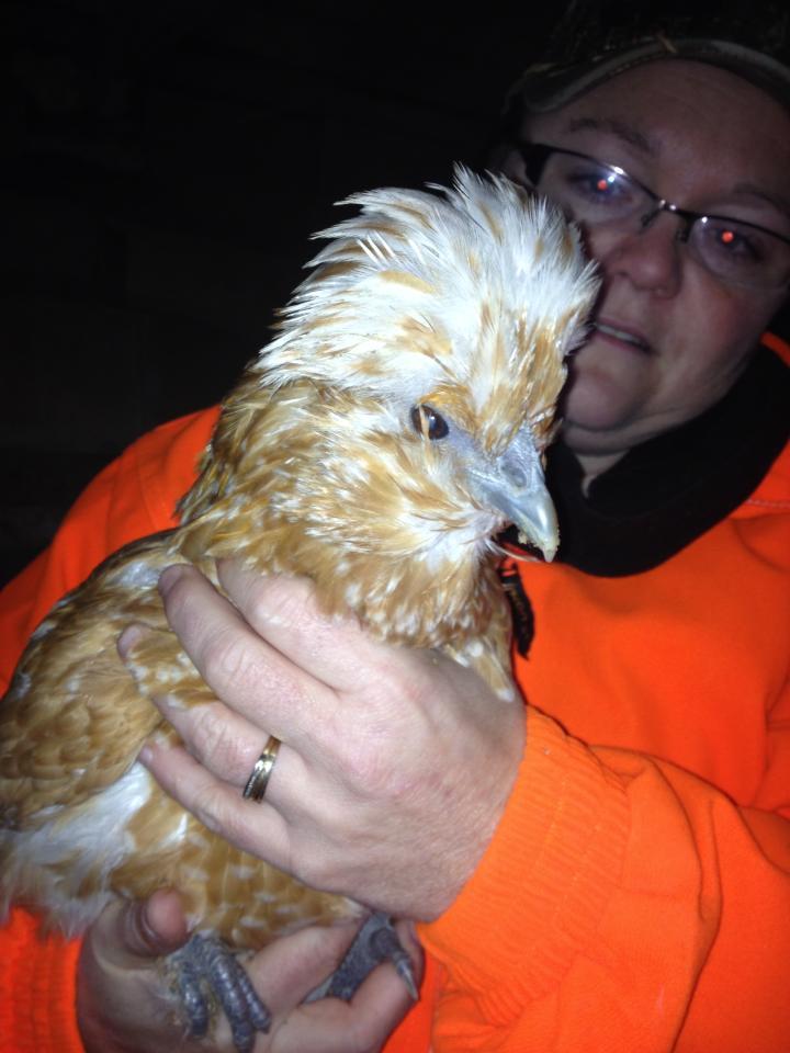 My polish hen