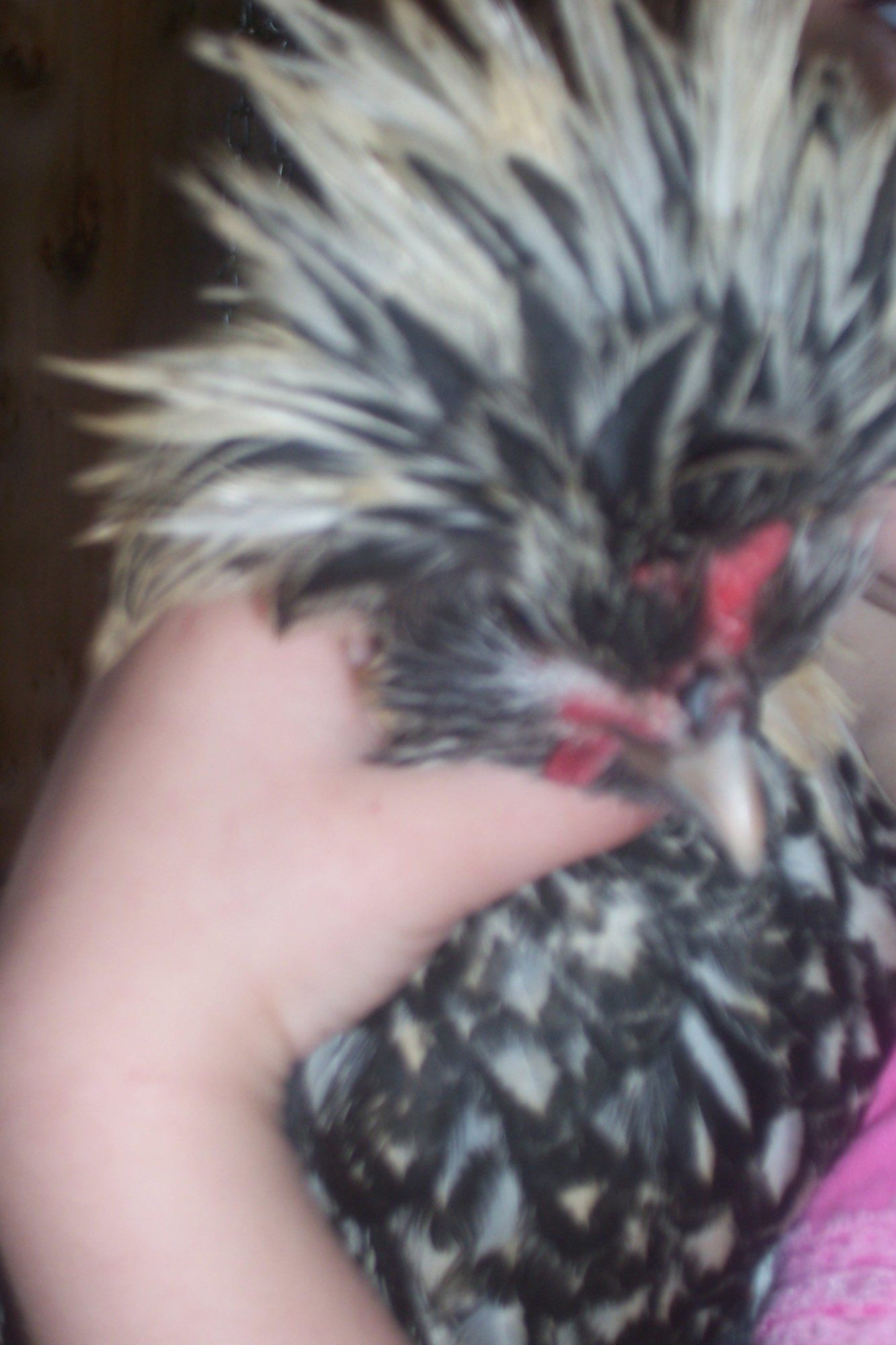 My Polish Rooster named: SilverMine