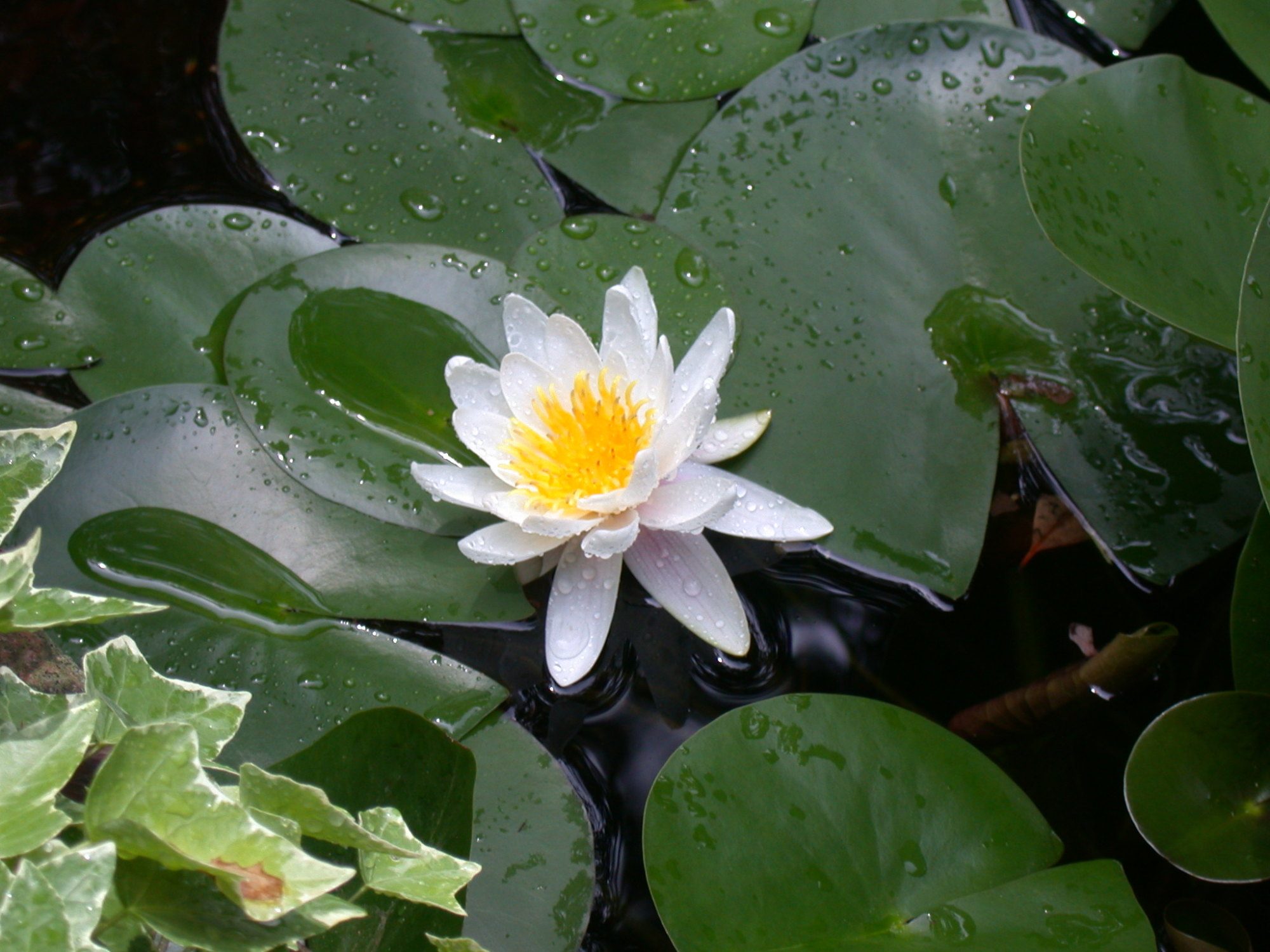 My pond lily in bloom 2014