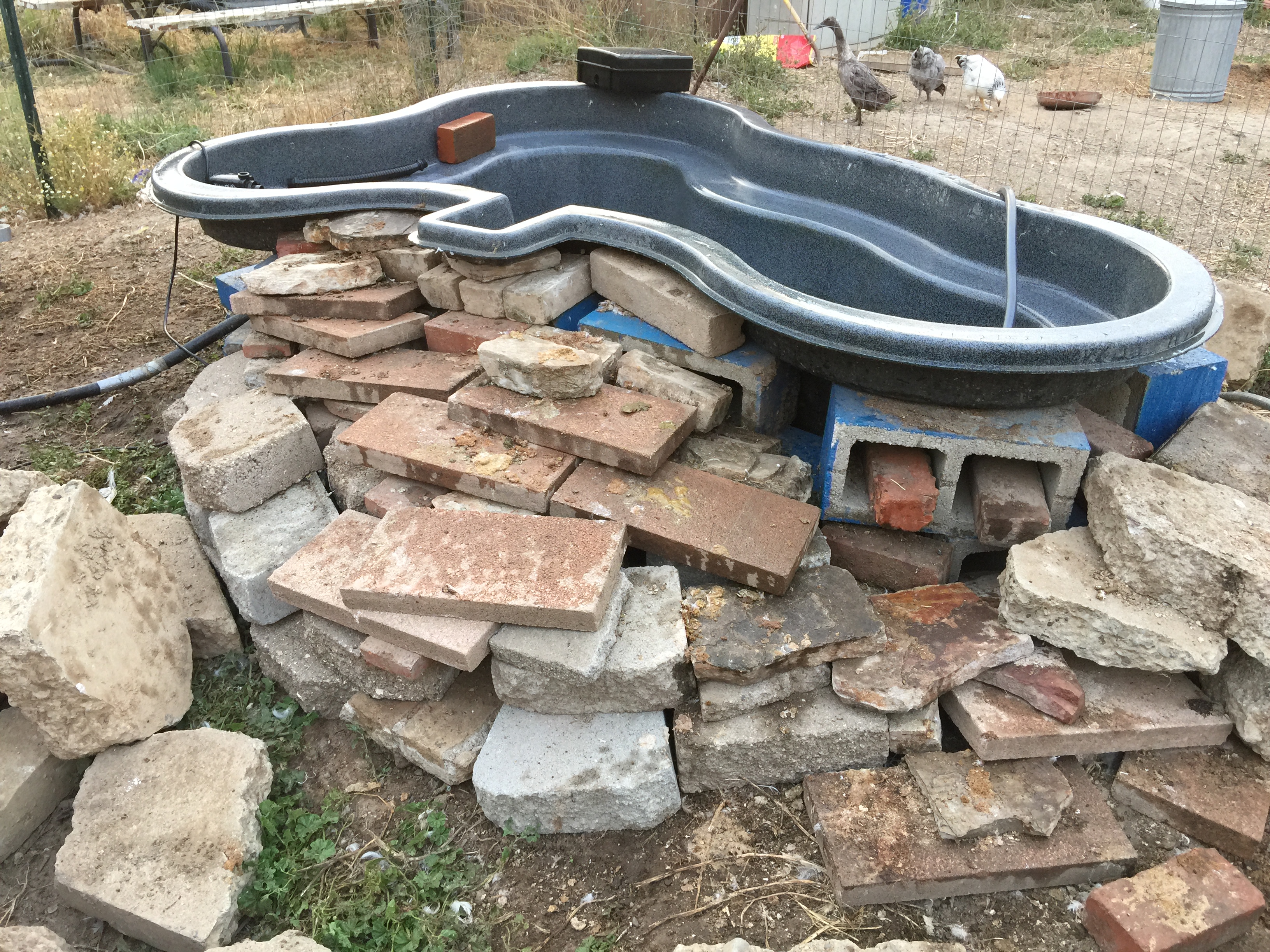 My pond with steps for ducks and geese.