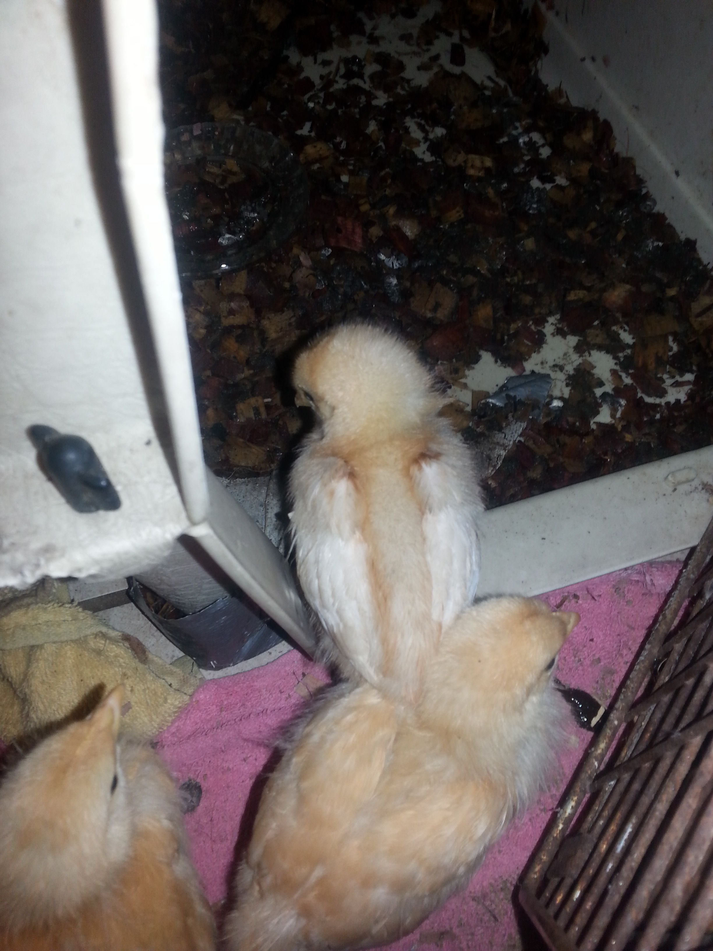 My poor babies were outside in the pin with the carrier when I got home from class and we had quite a down pour of rain. almost an inch of water got into the carrier. no worries though I got them inside in a hurry dried them off and warmed them up, they are doing just fine now! the yellow one with white wings is my golden sexlink and the other yellow ones are my lemon cuckoo orphingtons.