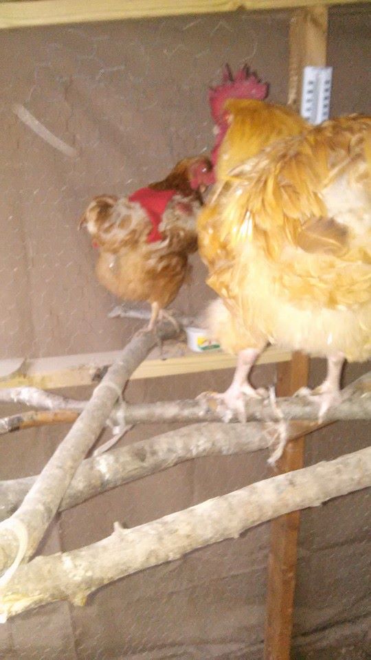 My poor bald girl last spring with their aprons on   Roo waiting for her to get down so he can pull more out.