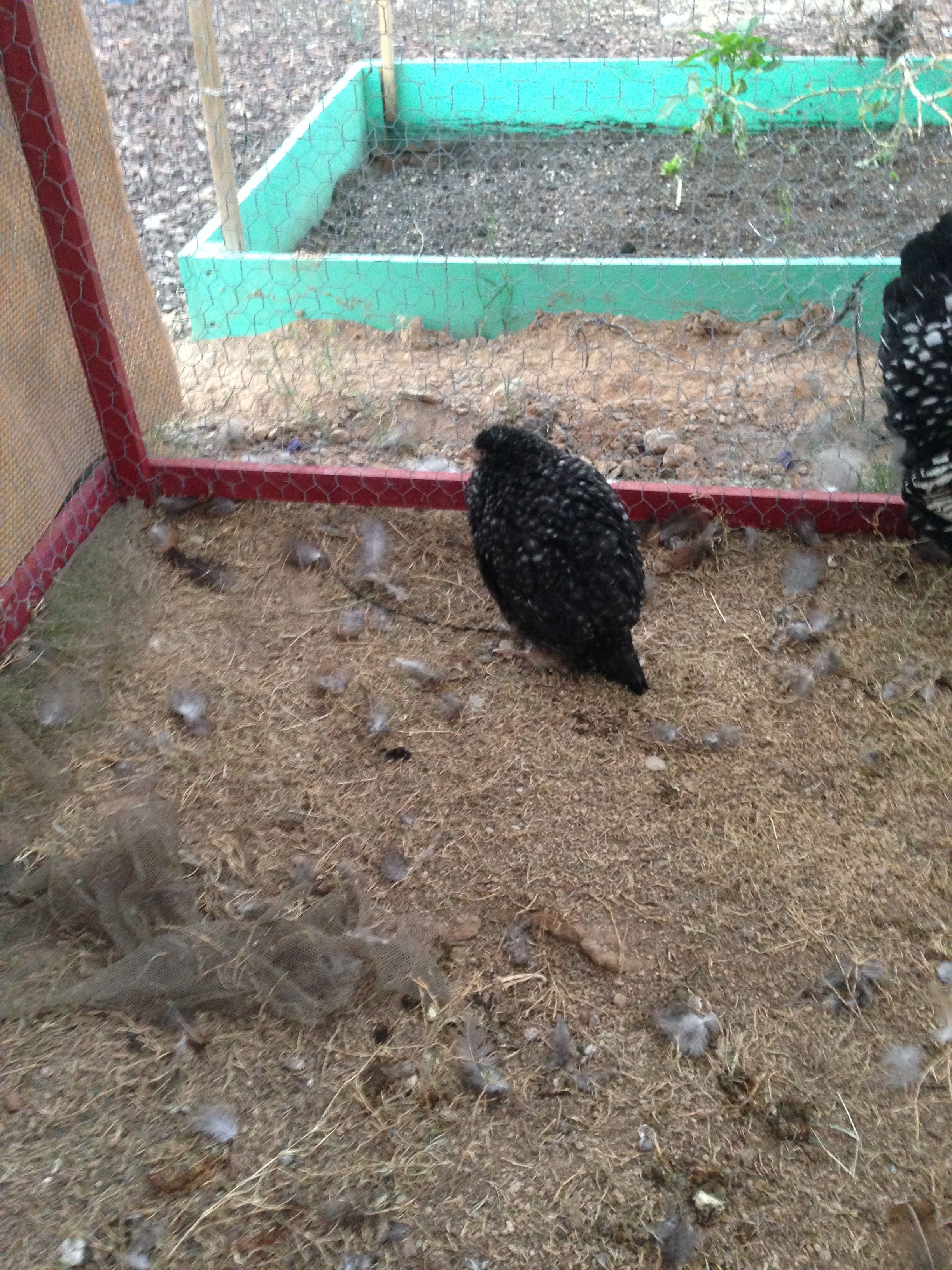 My poor little sick chicky that passed
