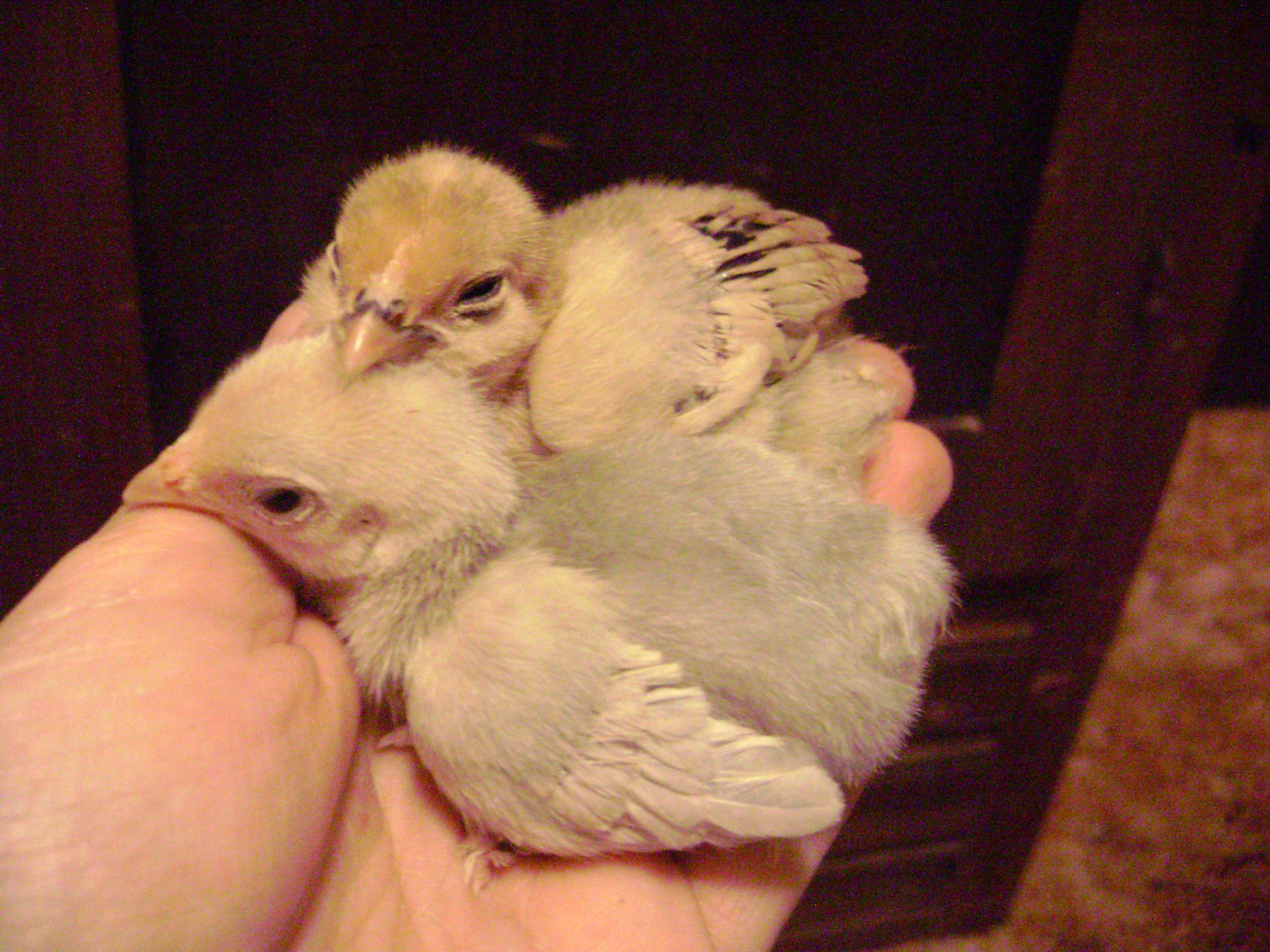 My porcelain booted bantam as a chick, next to one of the millie d'uccle boys