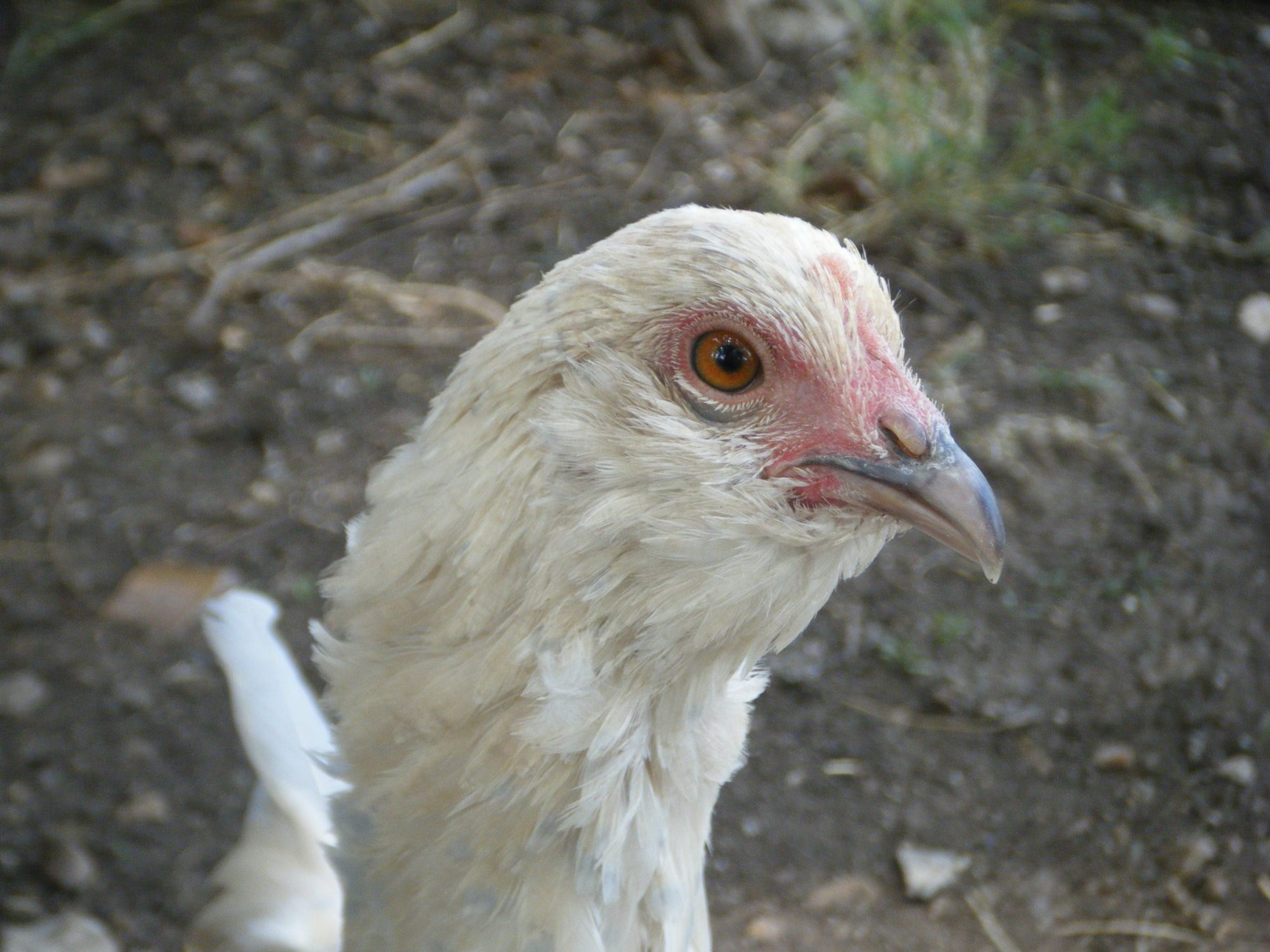 My Porcelain d'Uccle pullet, Temple (after Temple Grandin)