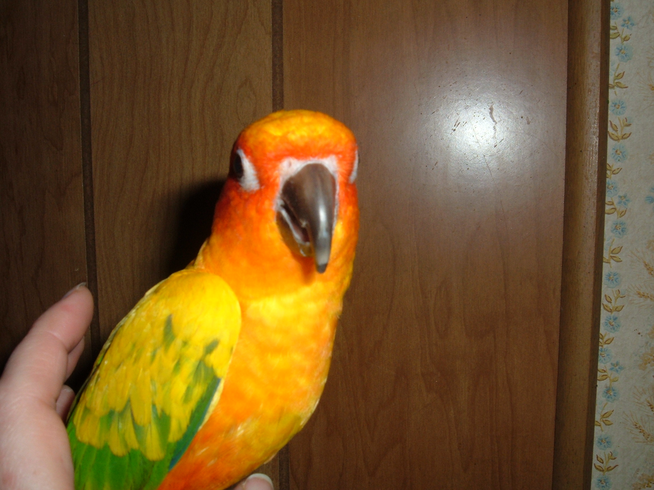 My precious Sun conure Mattie who isn't quite so precious now since the wife is dropping eggs.