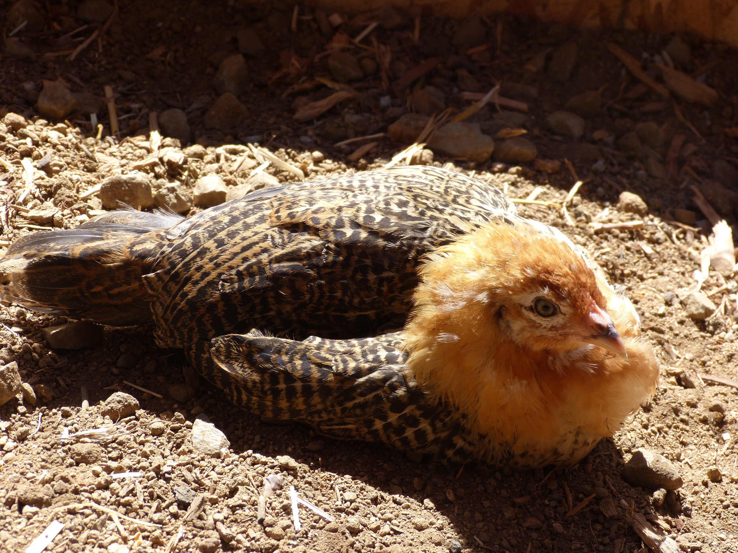 My pretty 6 week old easter egger girl enjoying the dirt.
