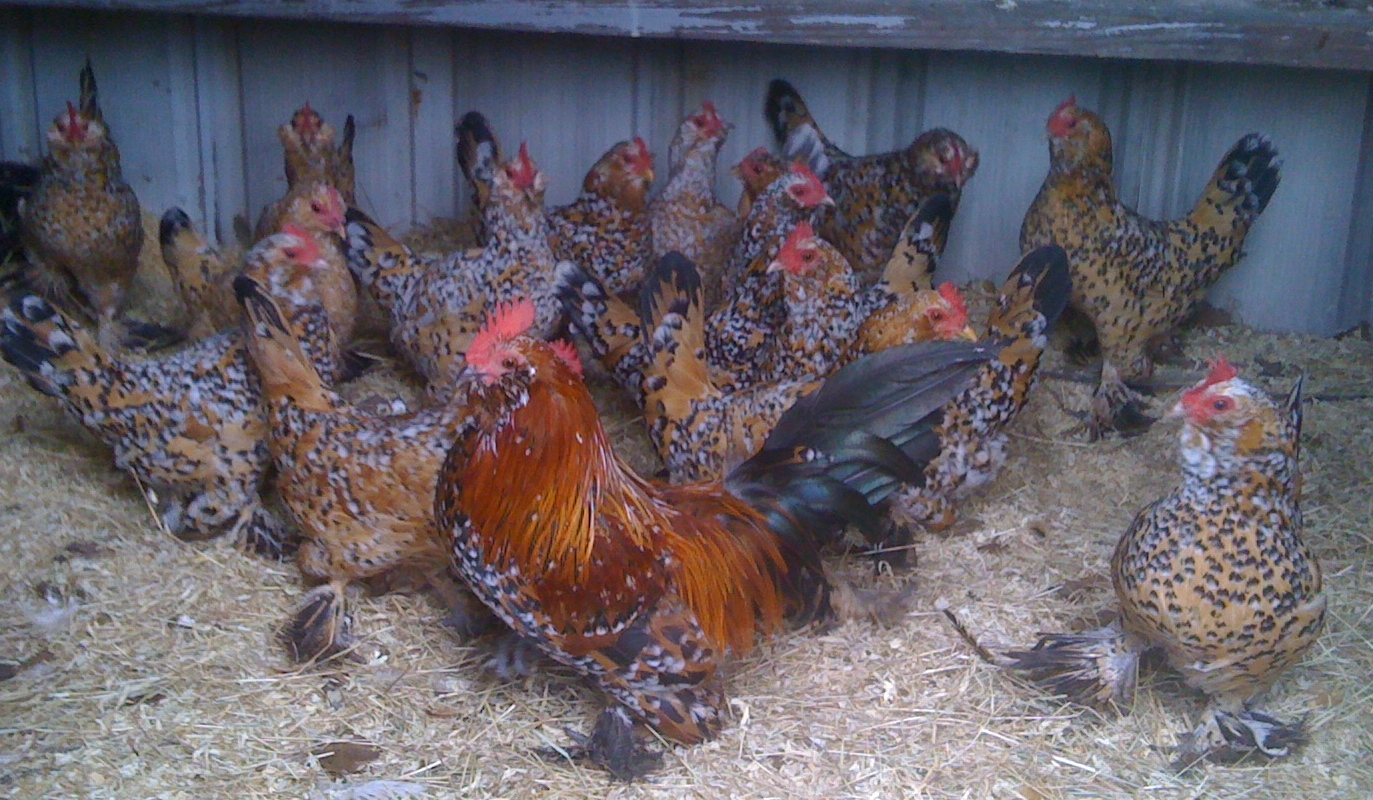 My pretty Mille Fleur d'Uccle's