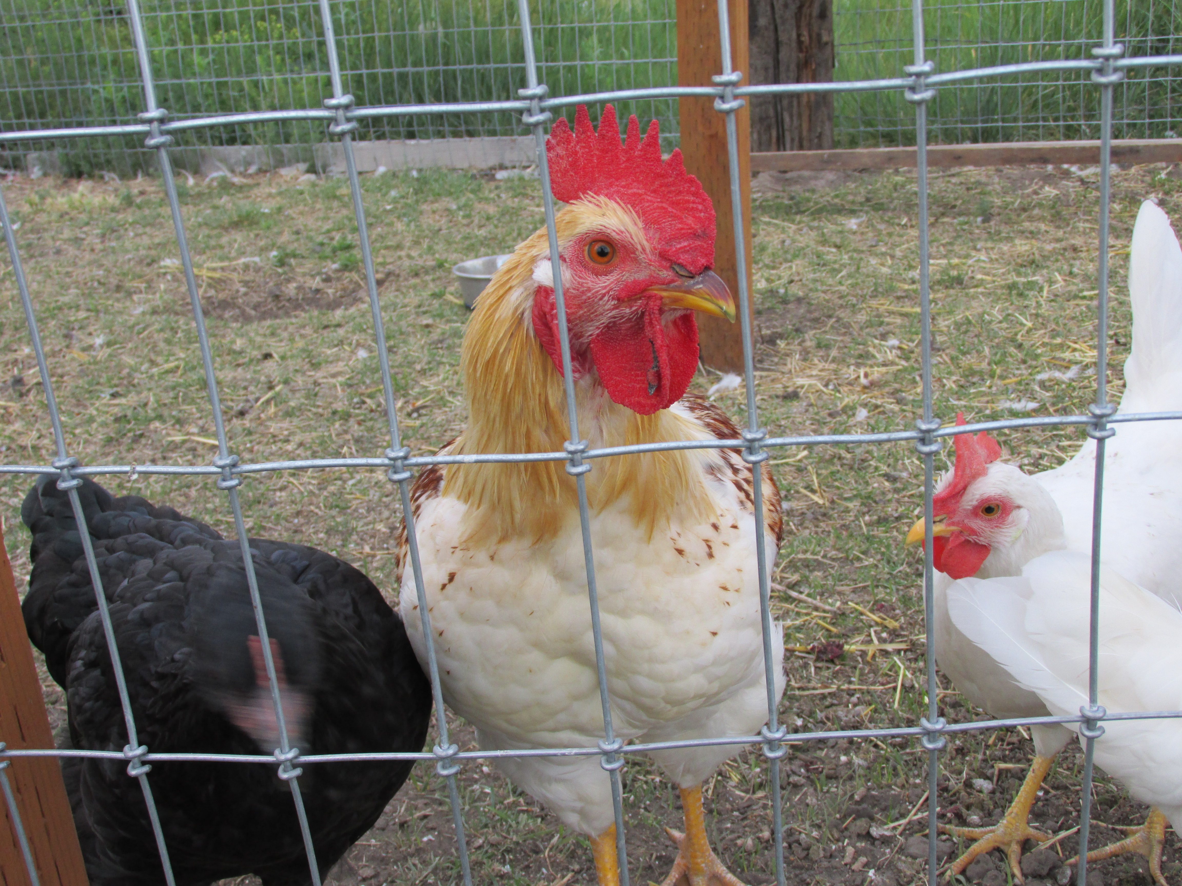 My pretty pretty roo