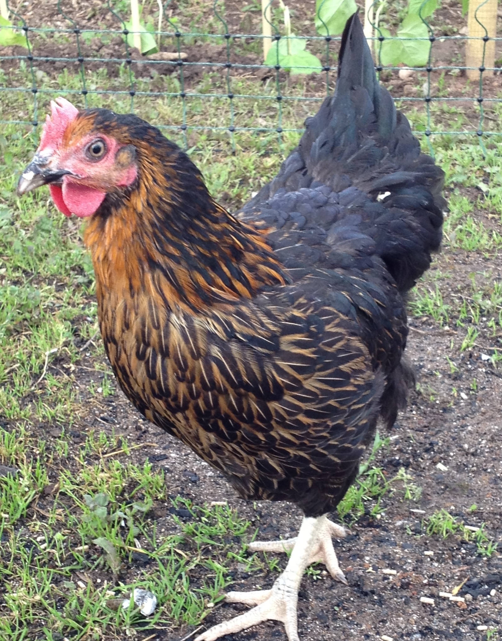 My pretty rhode rock Maude