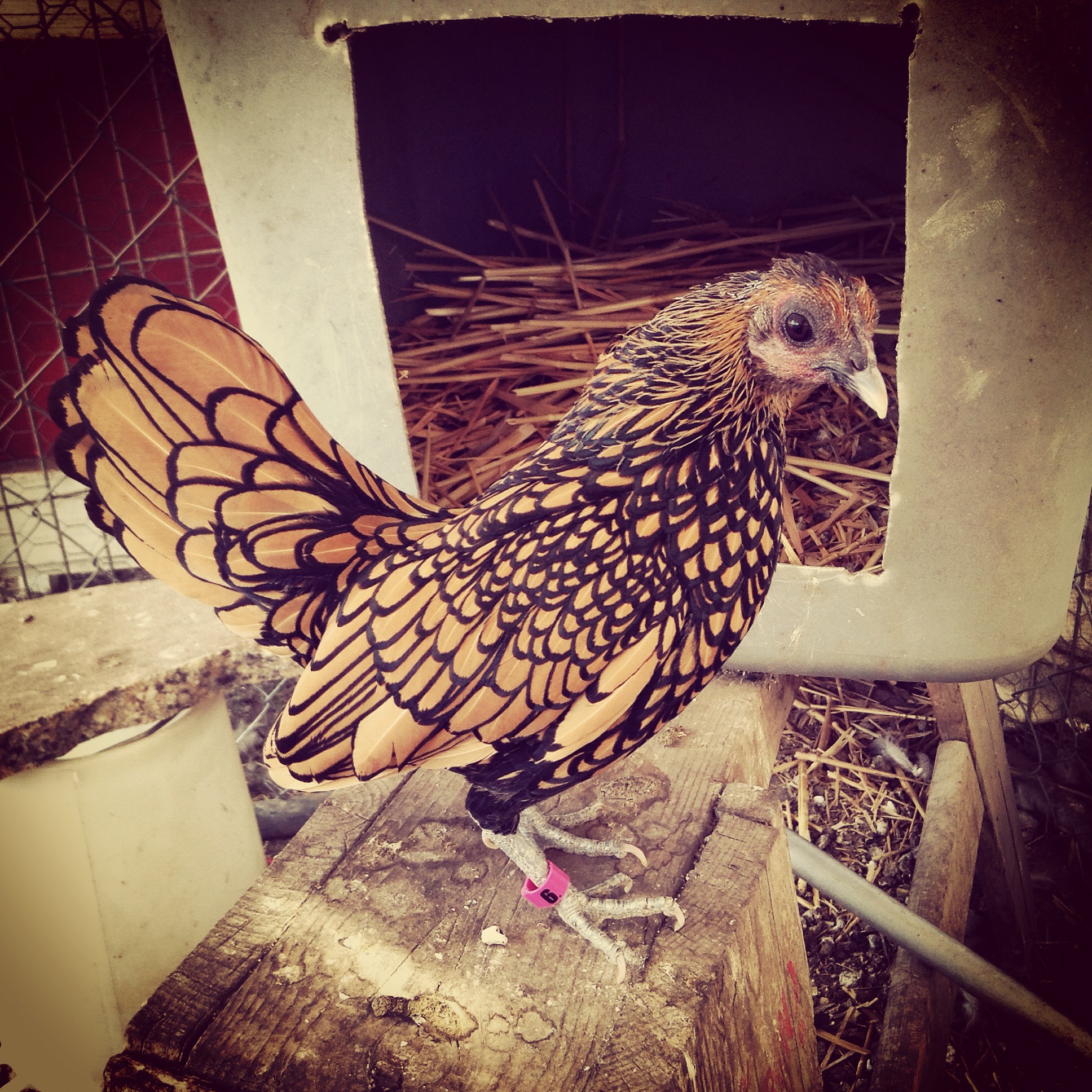My prize bird "Tinuviel", a Golden Sebright hen.