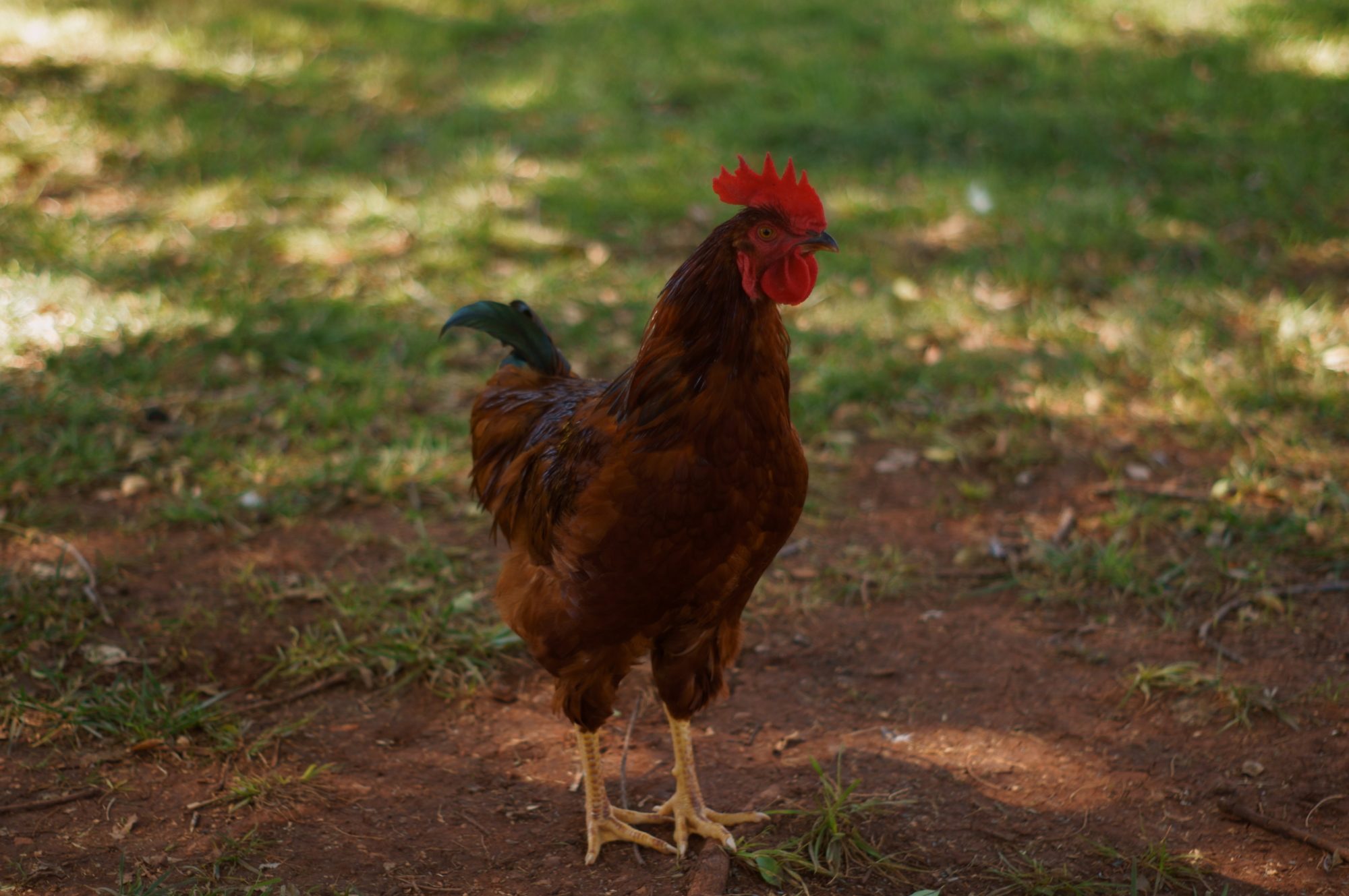 My Production Red Rooster