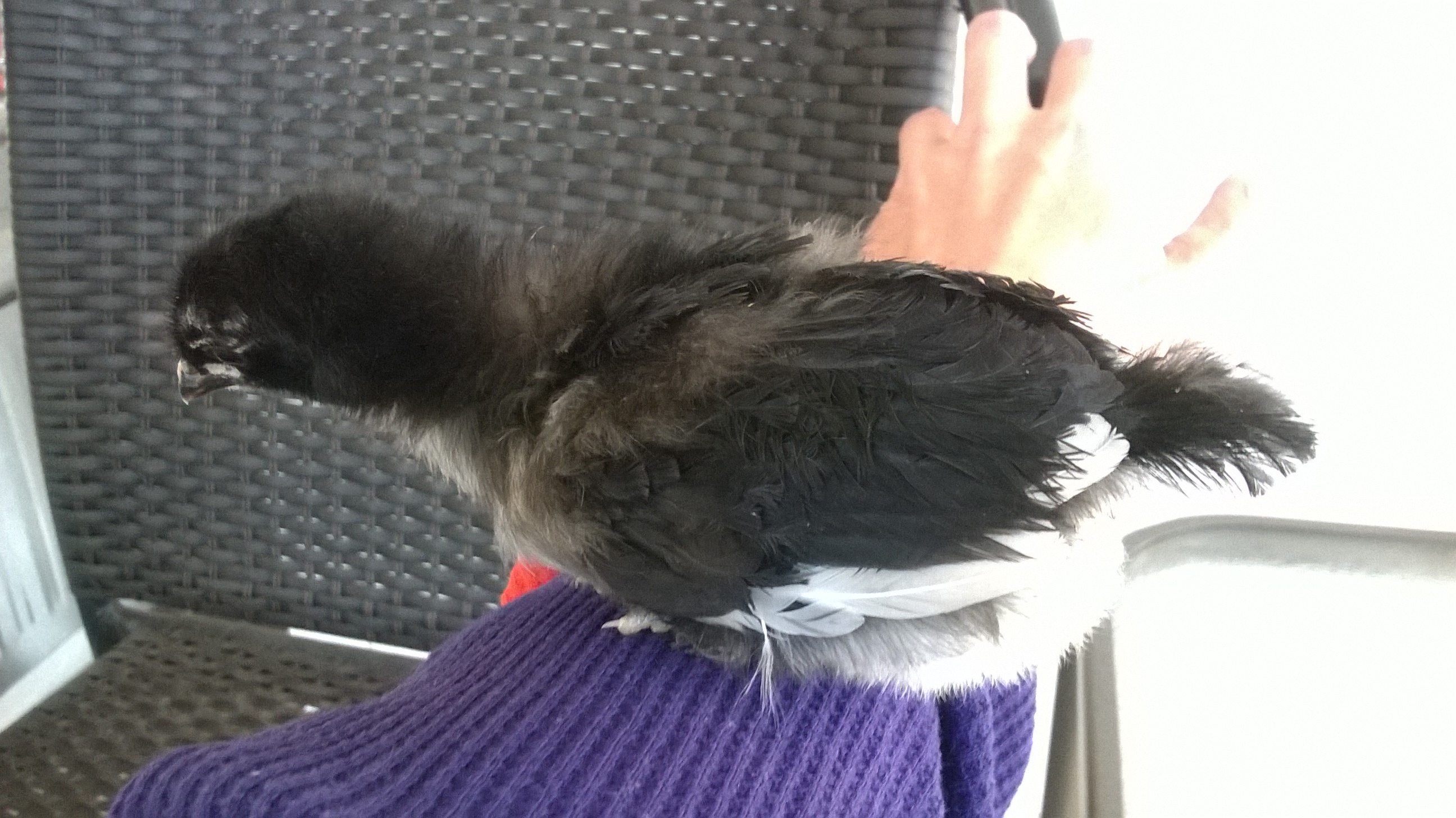 My pullet at 2 weeks. She is the friendliest chick I think I ever had.