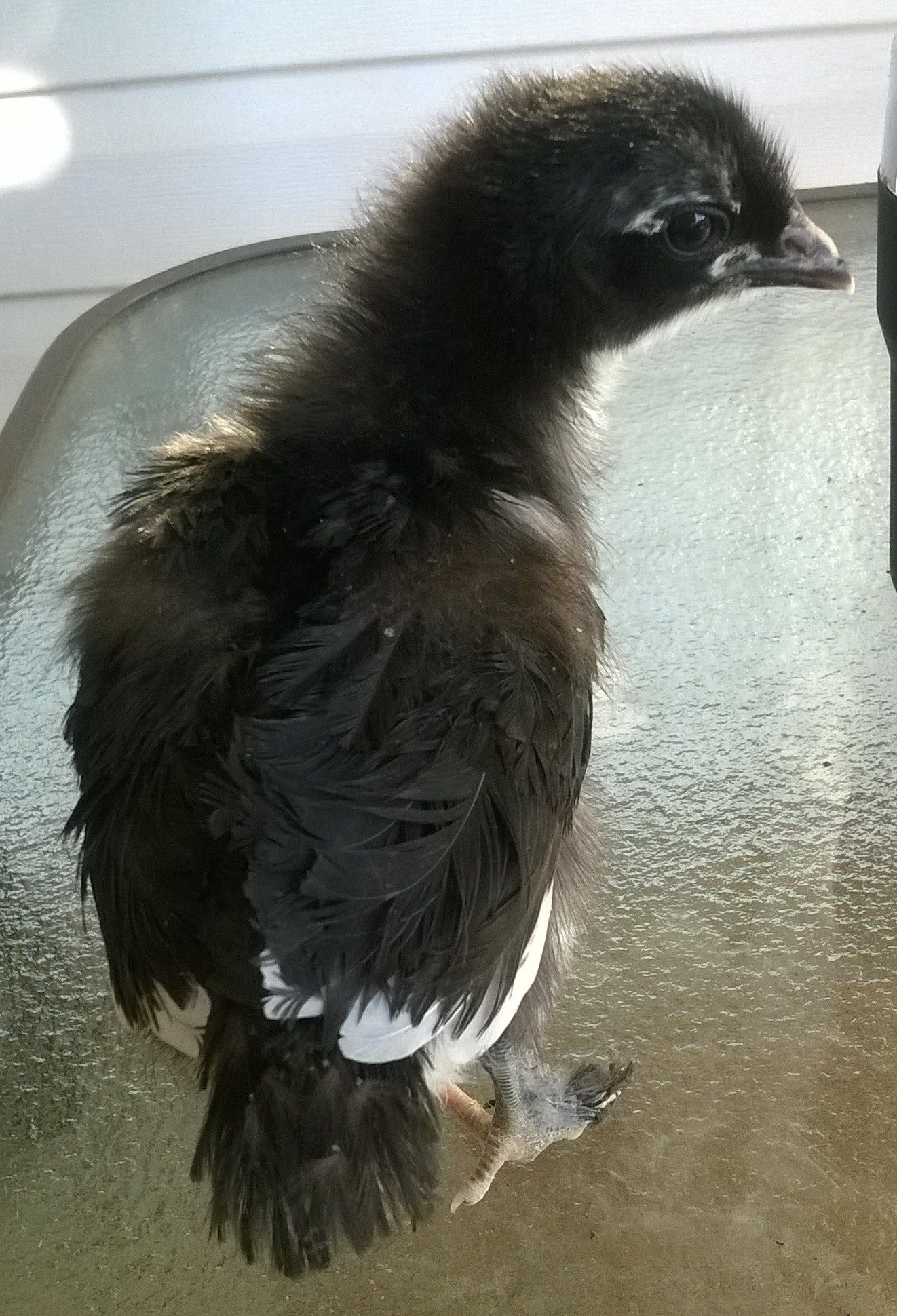 My pullet at 2 weeks.
