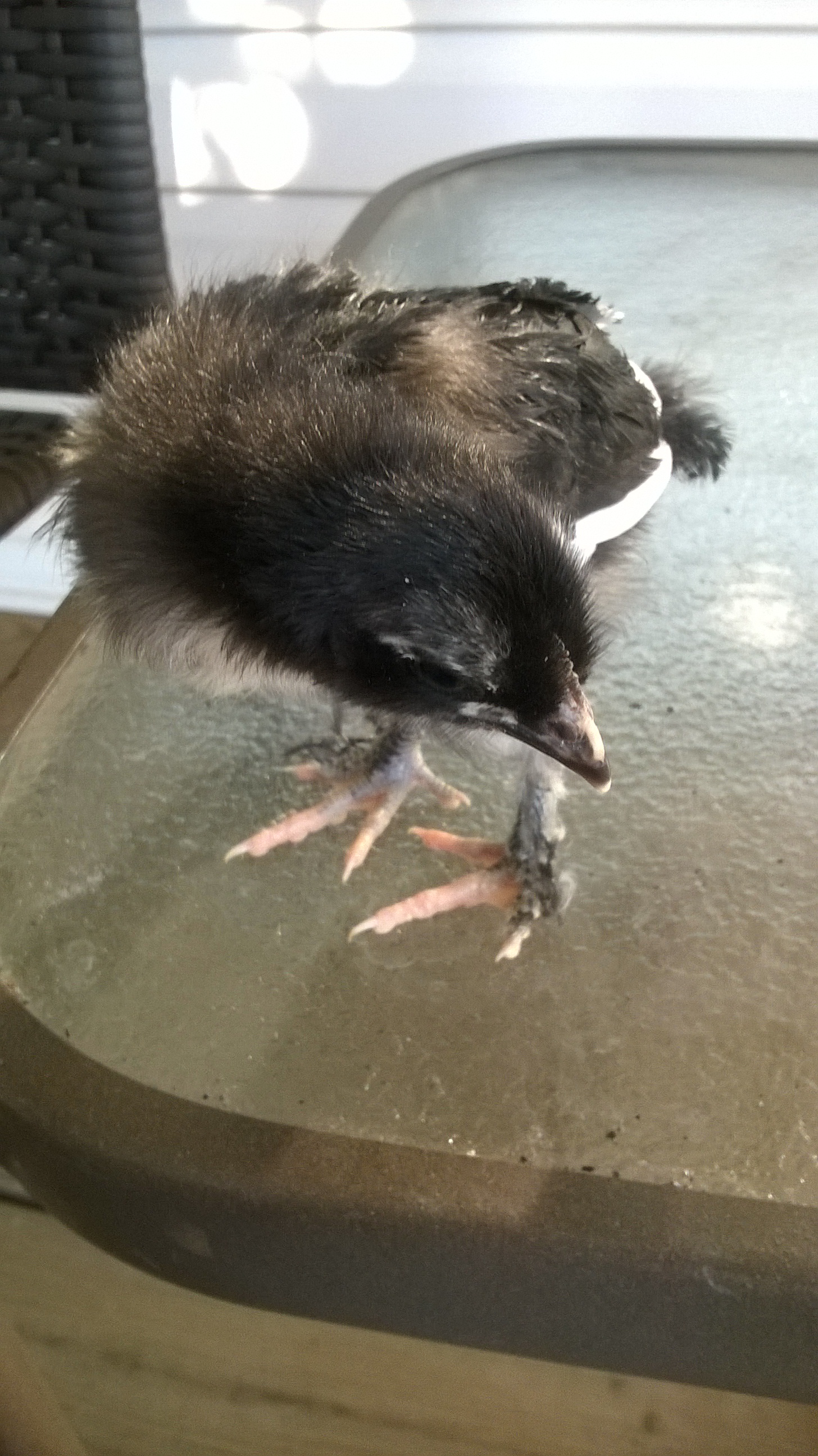 My pullet at 2 weeks.