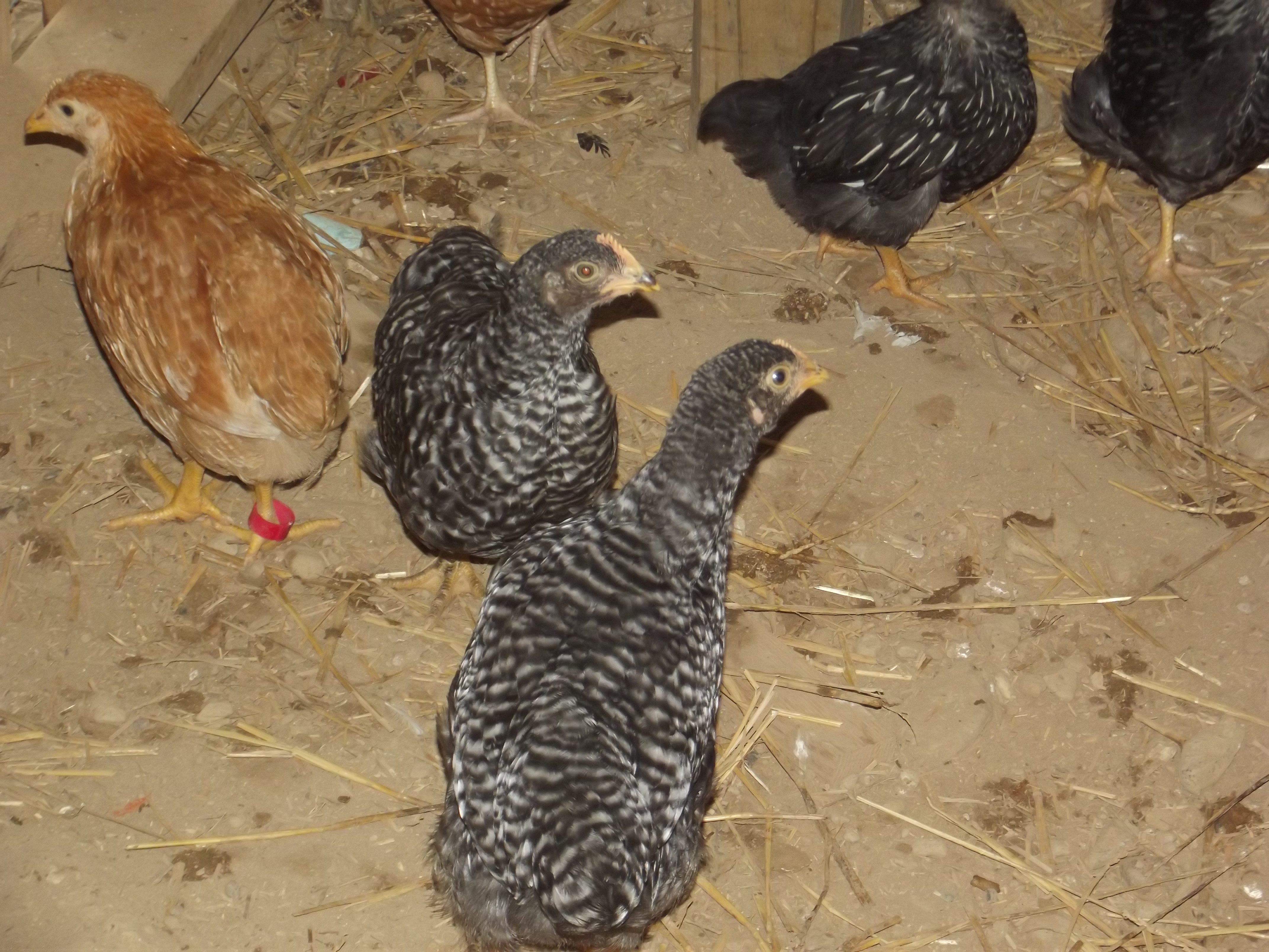 My Pullets