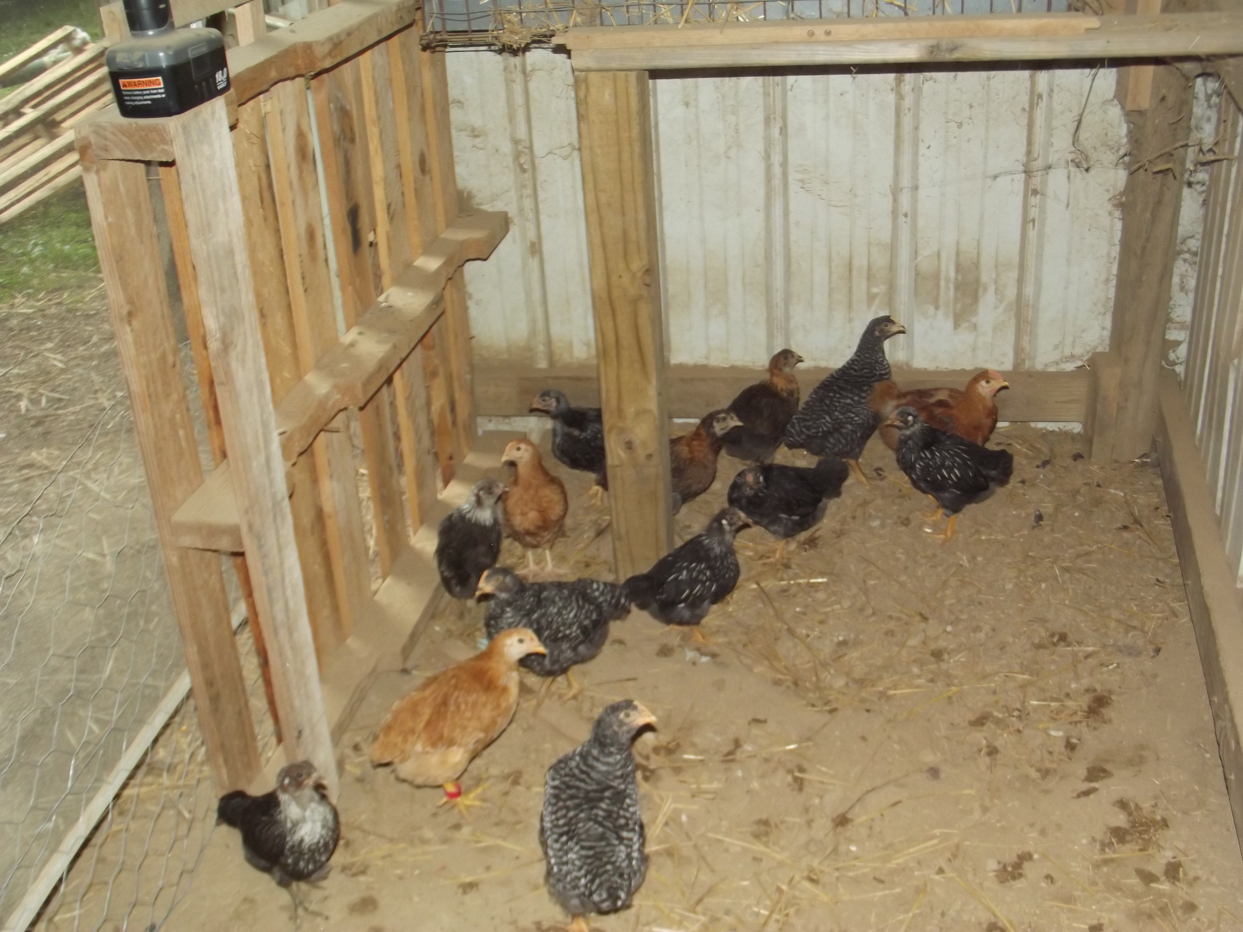 My Pullets