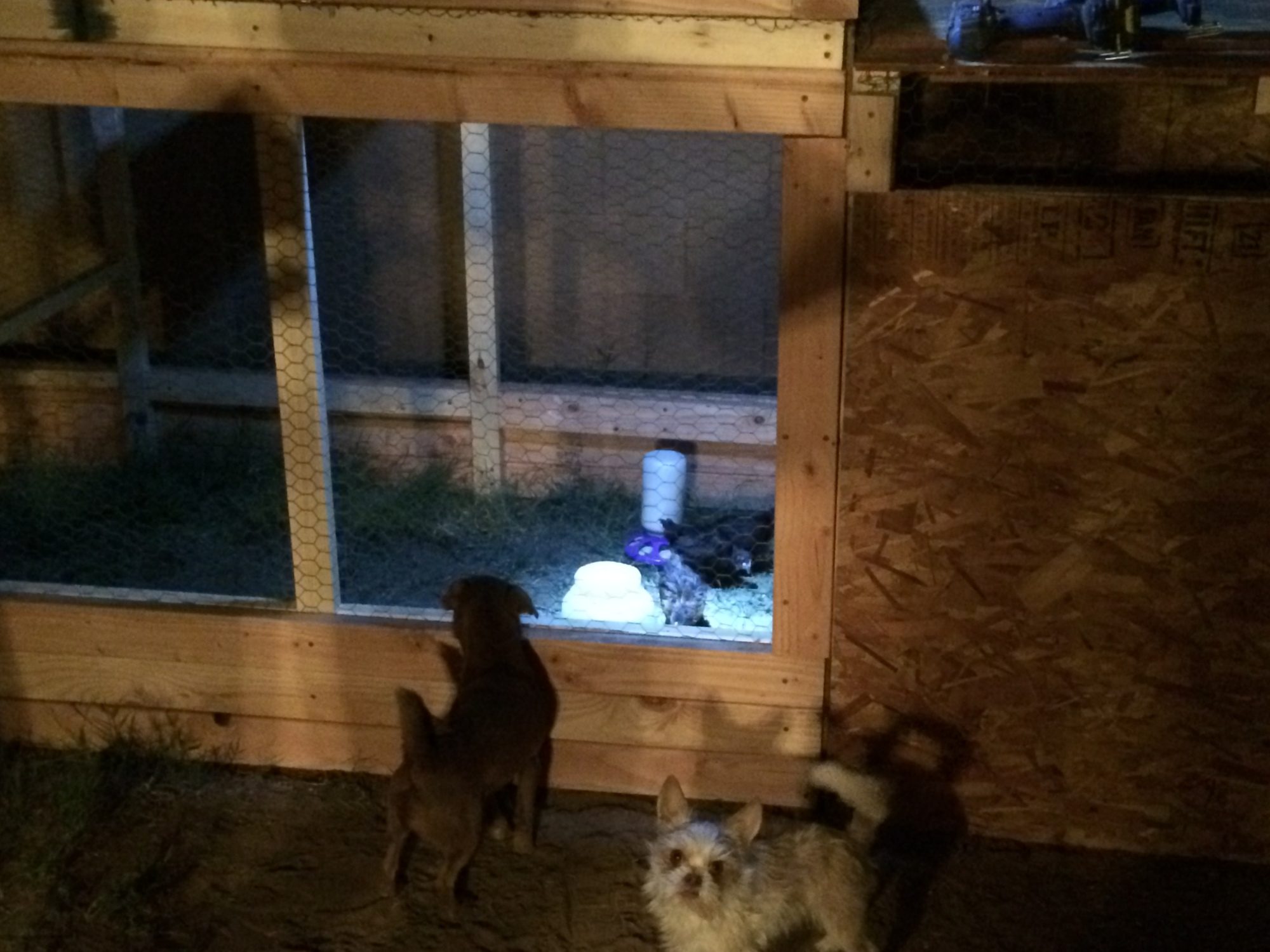 My puppies (Bear and Mojo) looking in on the chicks.