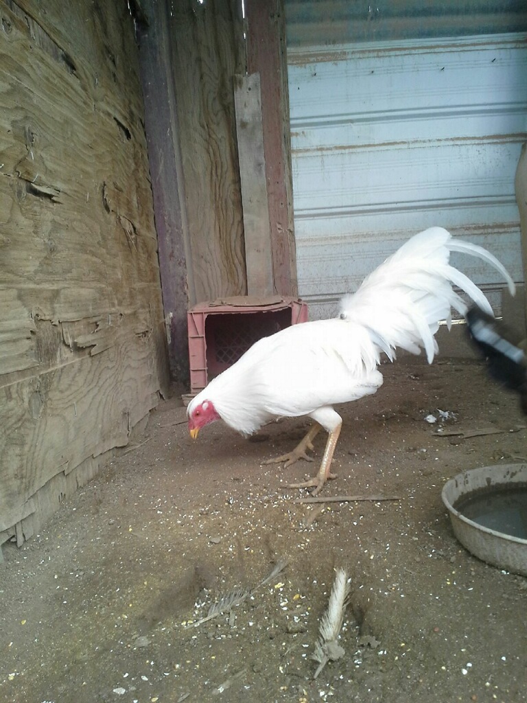 MY PURE WHITE KELSO