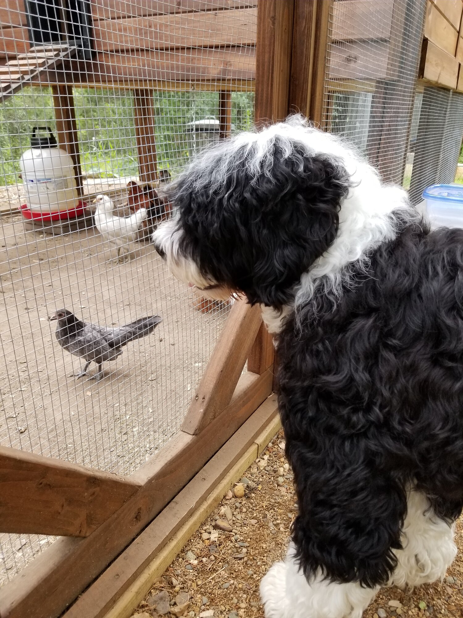 My PWD "Auggie" looking at "Tiny" the hen, our first to lay.