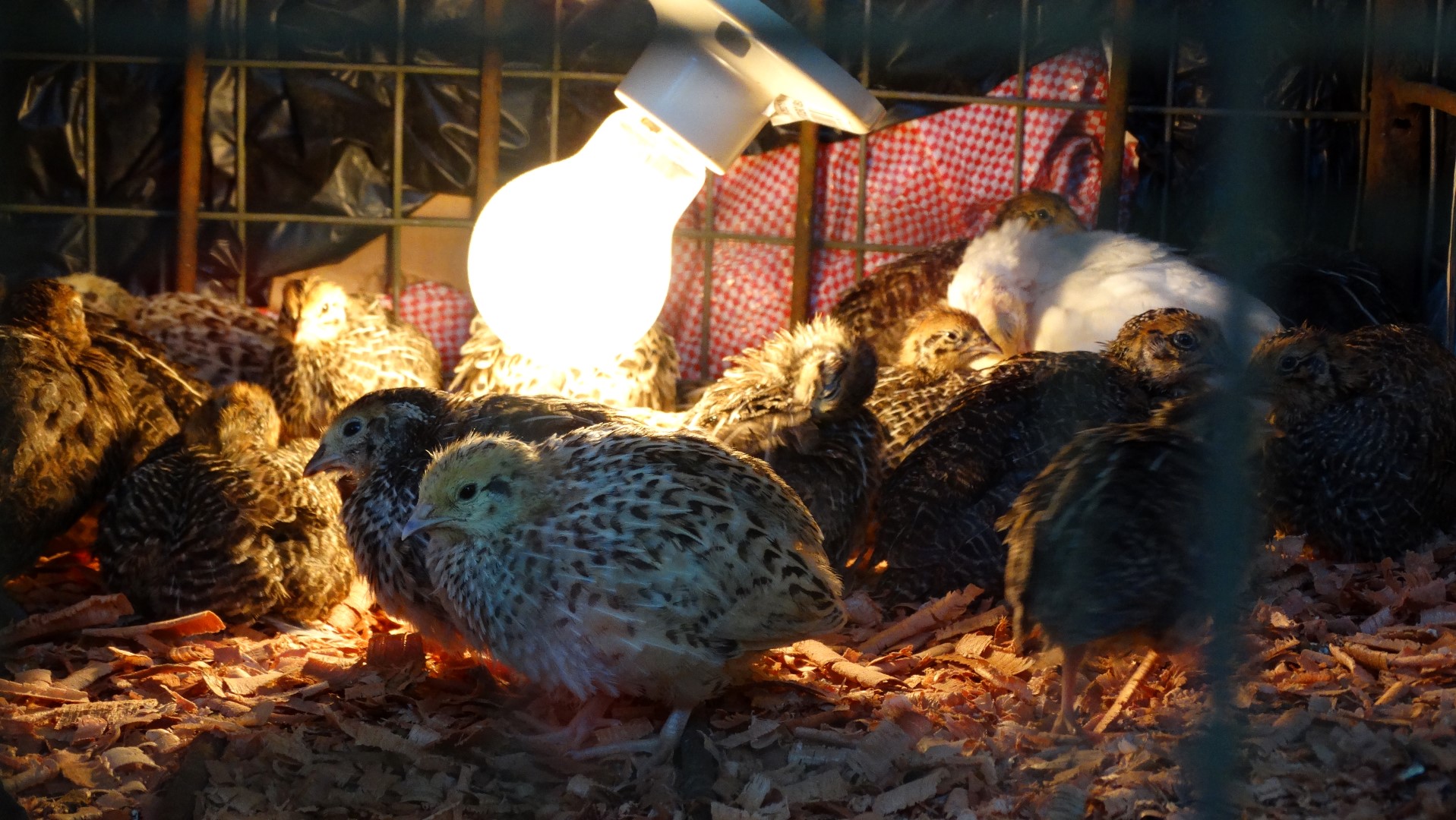 My quails
